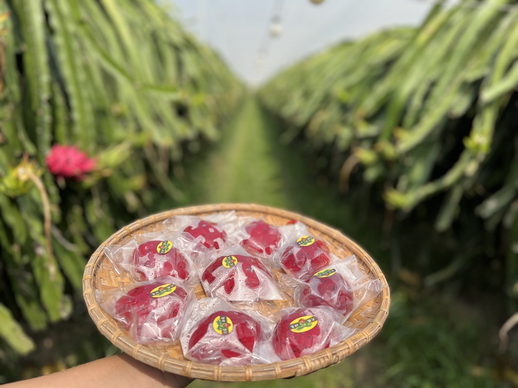 謝新科說做出來的火龍果菜包就和枝條上的紅寶石一樣吸睛，秀色可餐；除了鮮果汁外，還有火龍果乾，火龍果花茶及活龍果客家菜包等產品。
