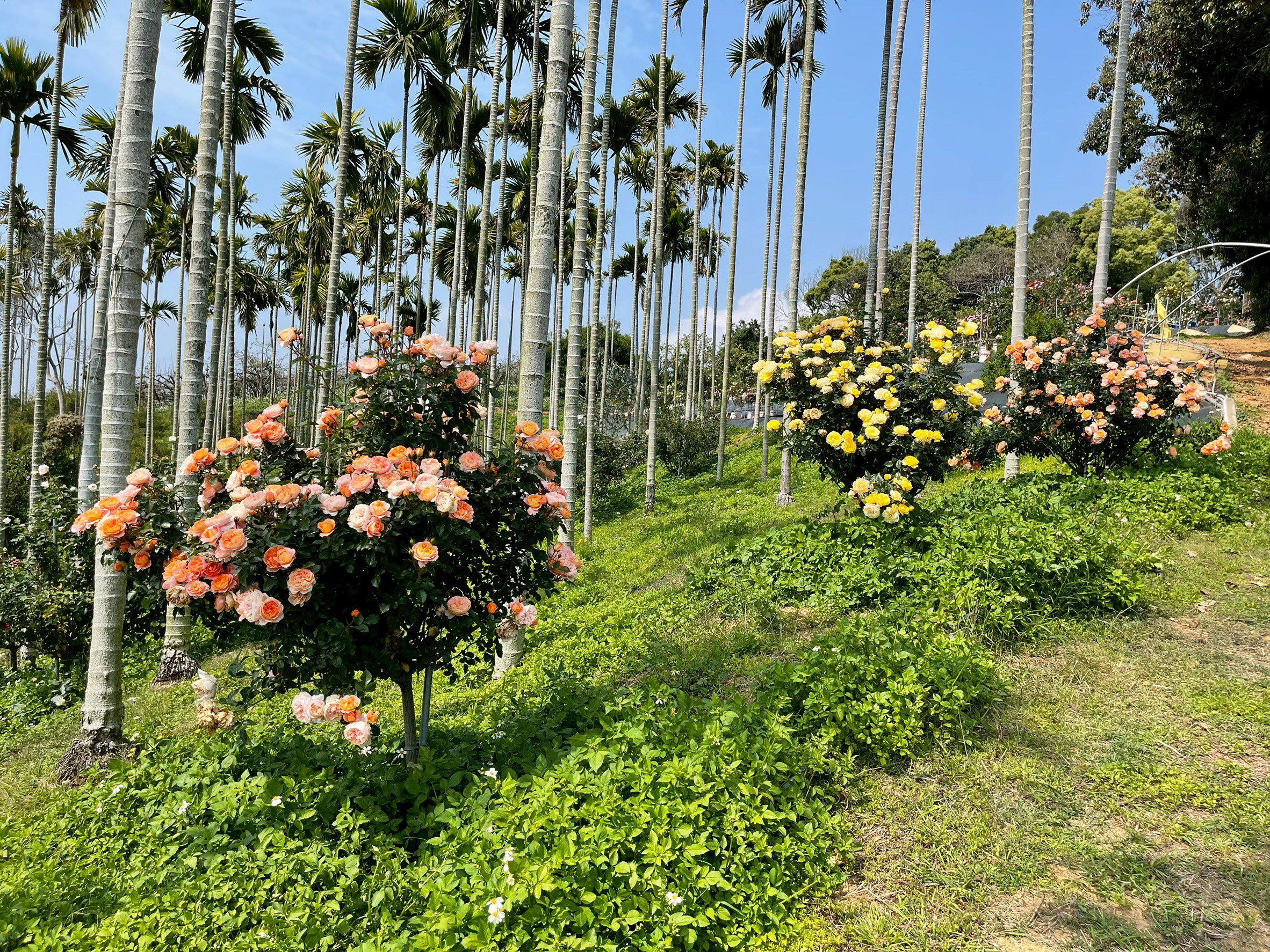 不同品系的樹玫瑰在全日照環境下展現旺盛花量，樹形端正、著花均勻，呈現園區穩定的栽培技術。