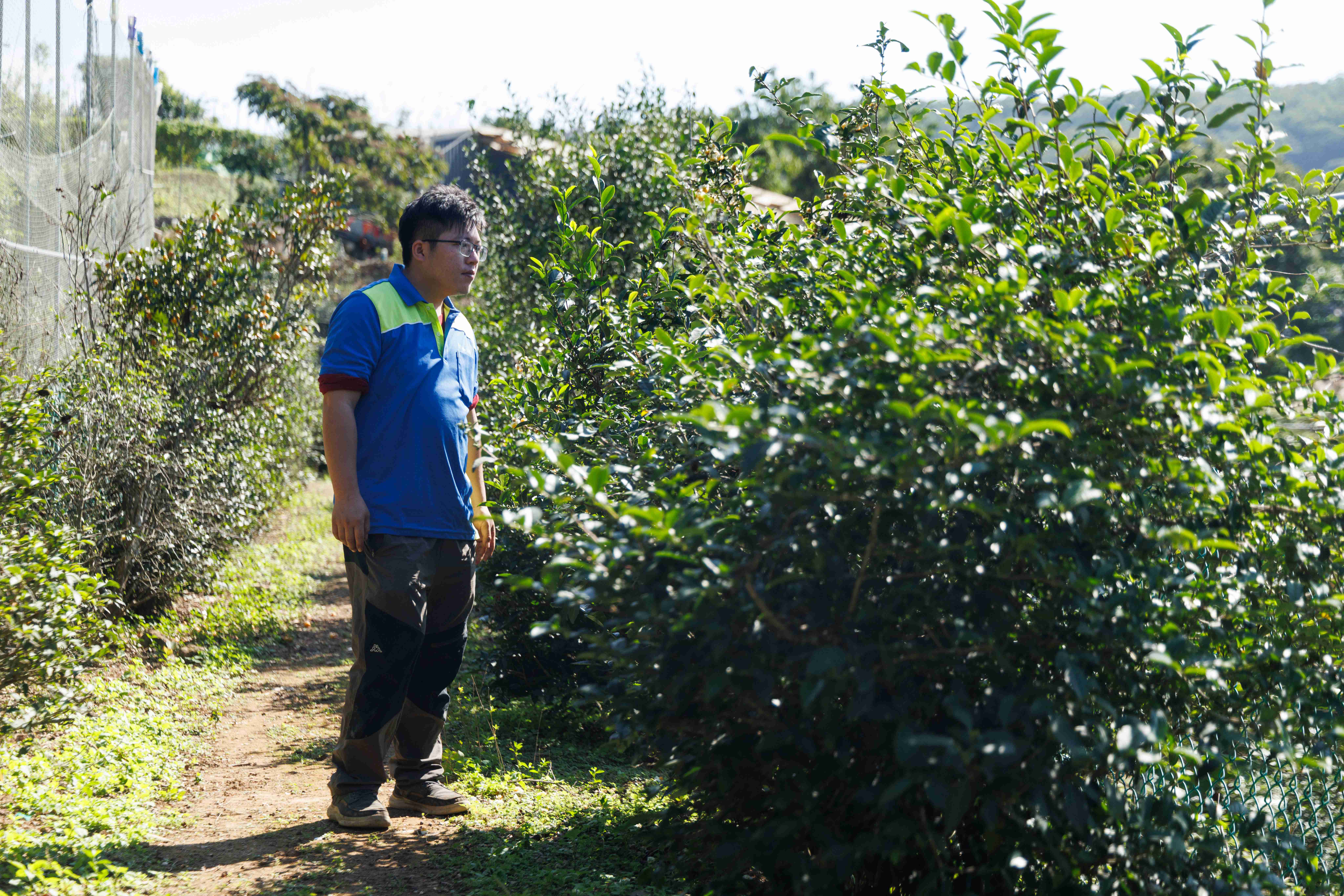 二代接班的許元耀走在茶籽專用的茶園間。這裡的茶樹不像製茶的茶園那樣整齊密植，而是高高低低、間距寬闊，為的是讓茶樹順利開花、結果