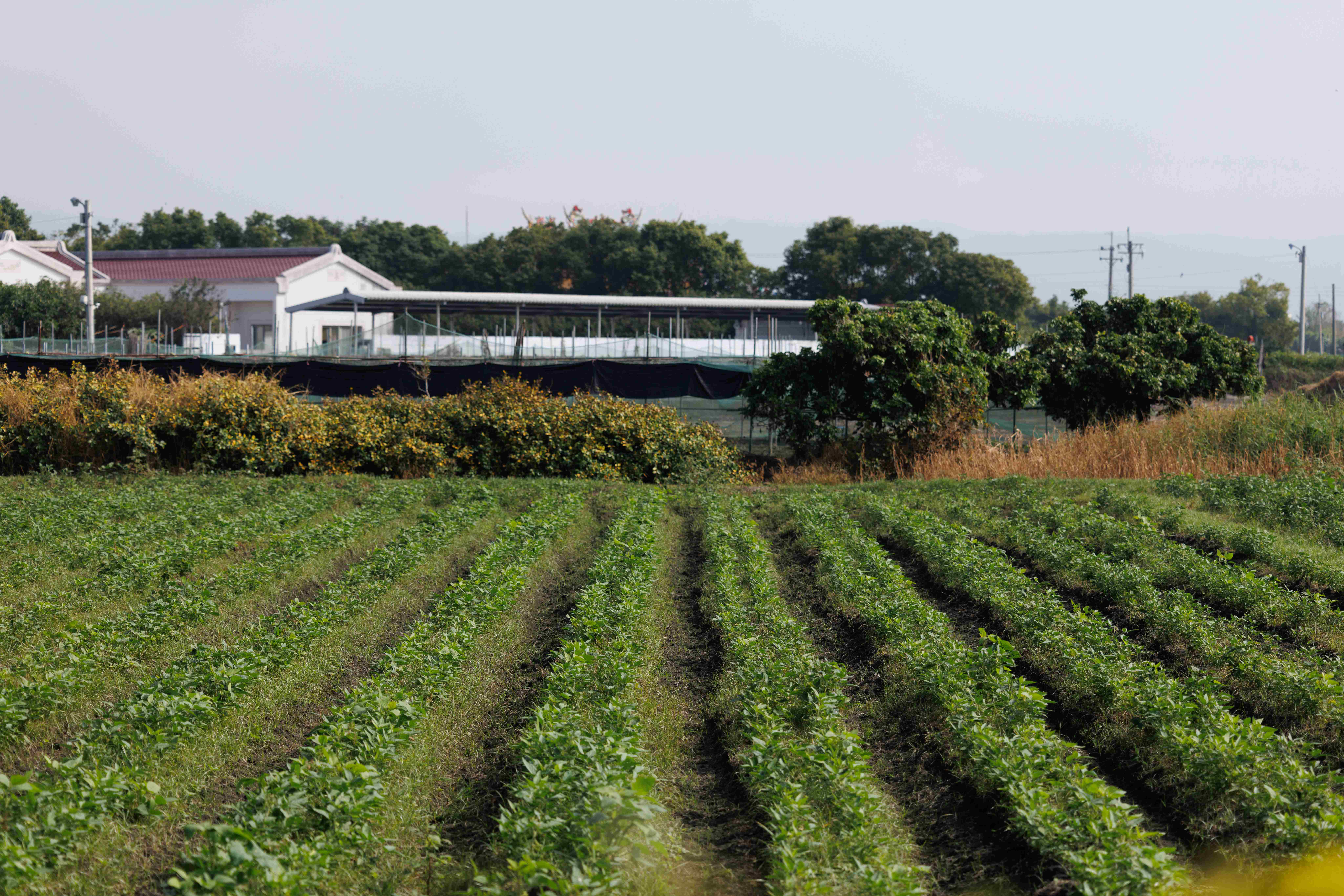 以自然農法栽種黃豆，大約有11公頃，相當豐饒。