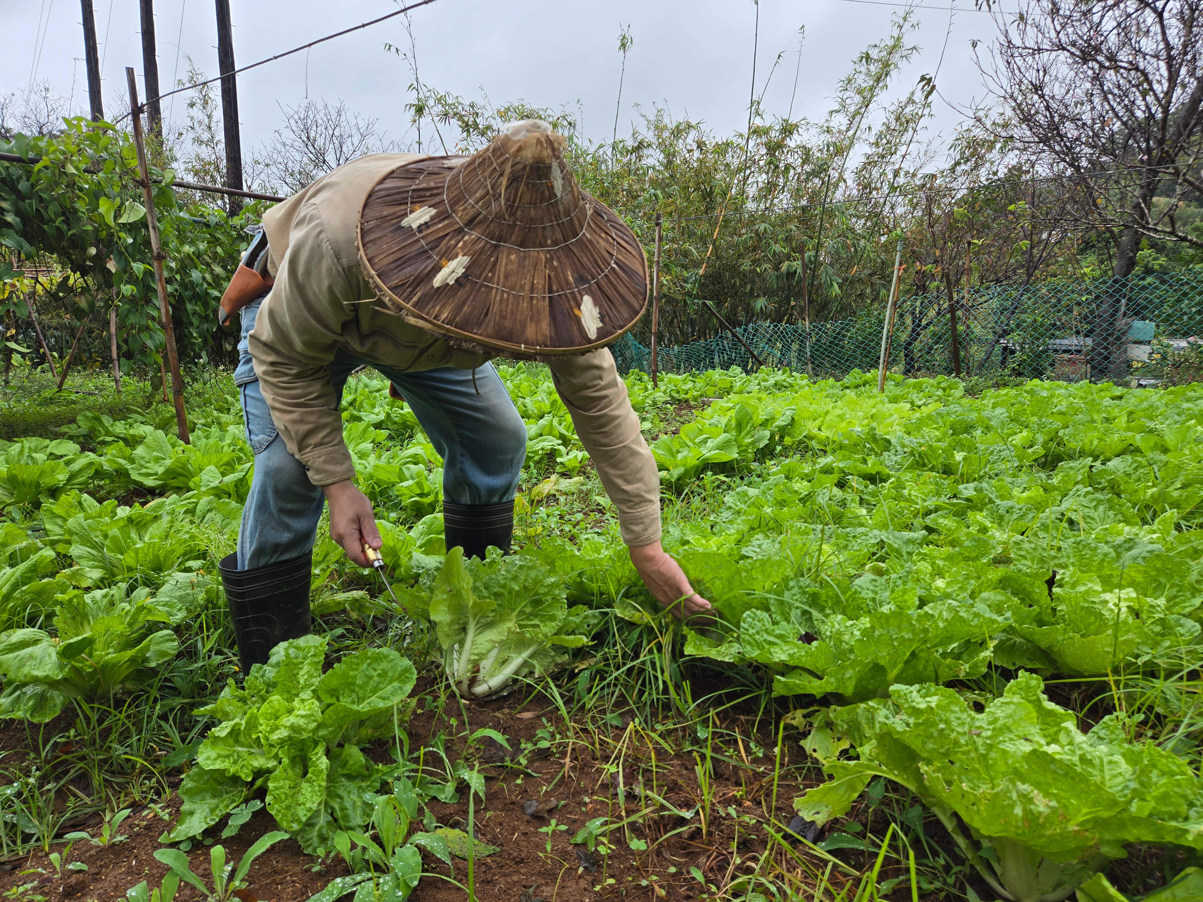 綠竹筍之外，二崎生態休閒農場種植各種蔬果讓遊客體驗摘採。