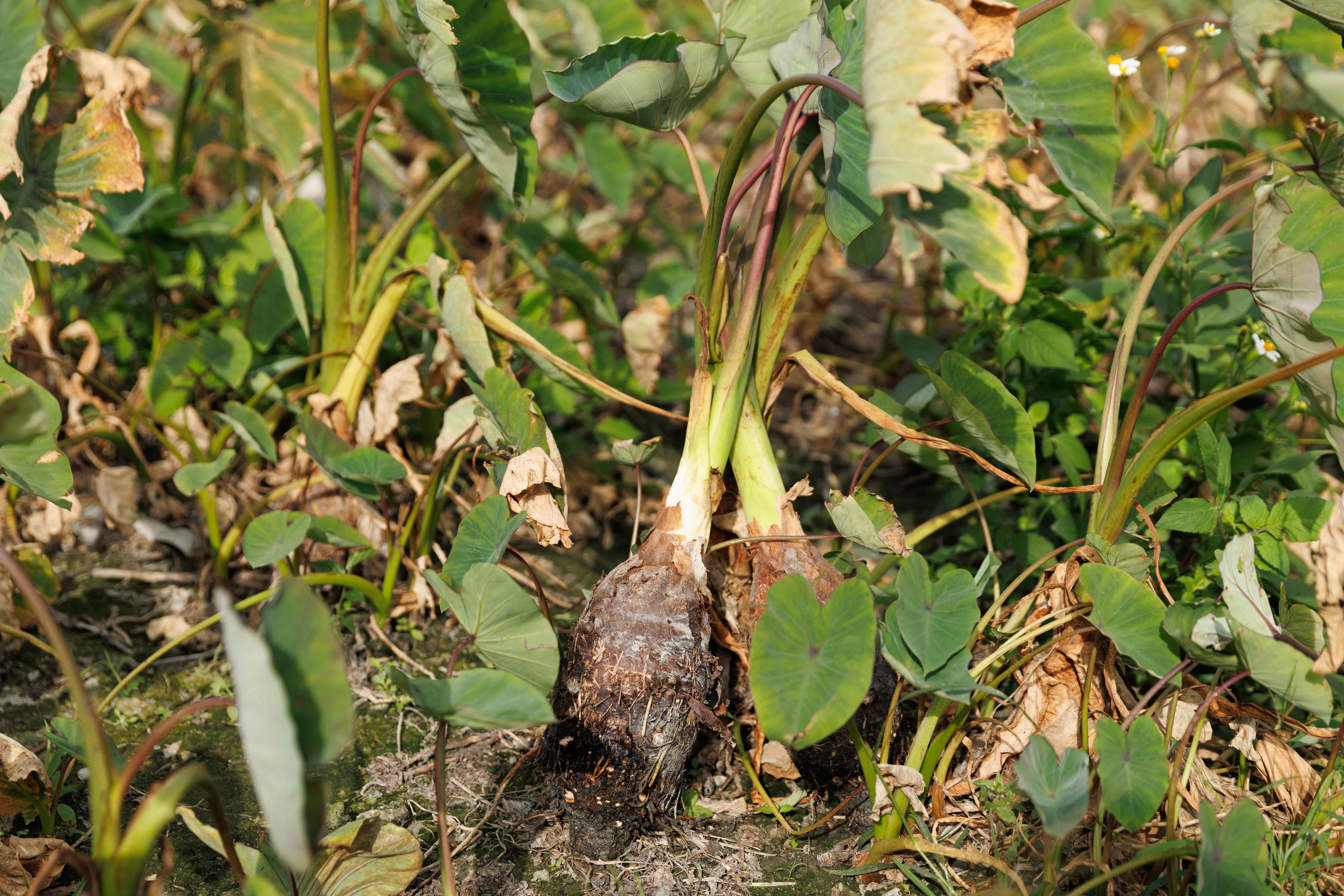 大甲檳榔芋因得天獨厚東北季風和沙質土壤，讓芋頭吃起來綿密且粉質高，特別美味。
