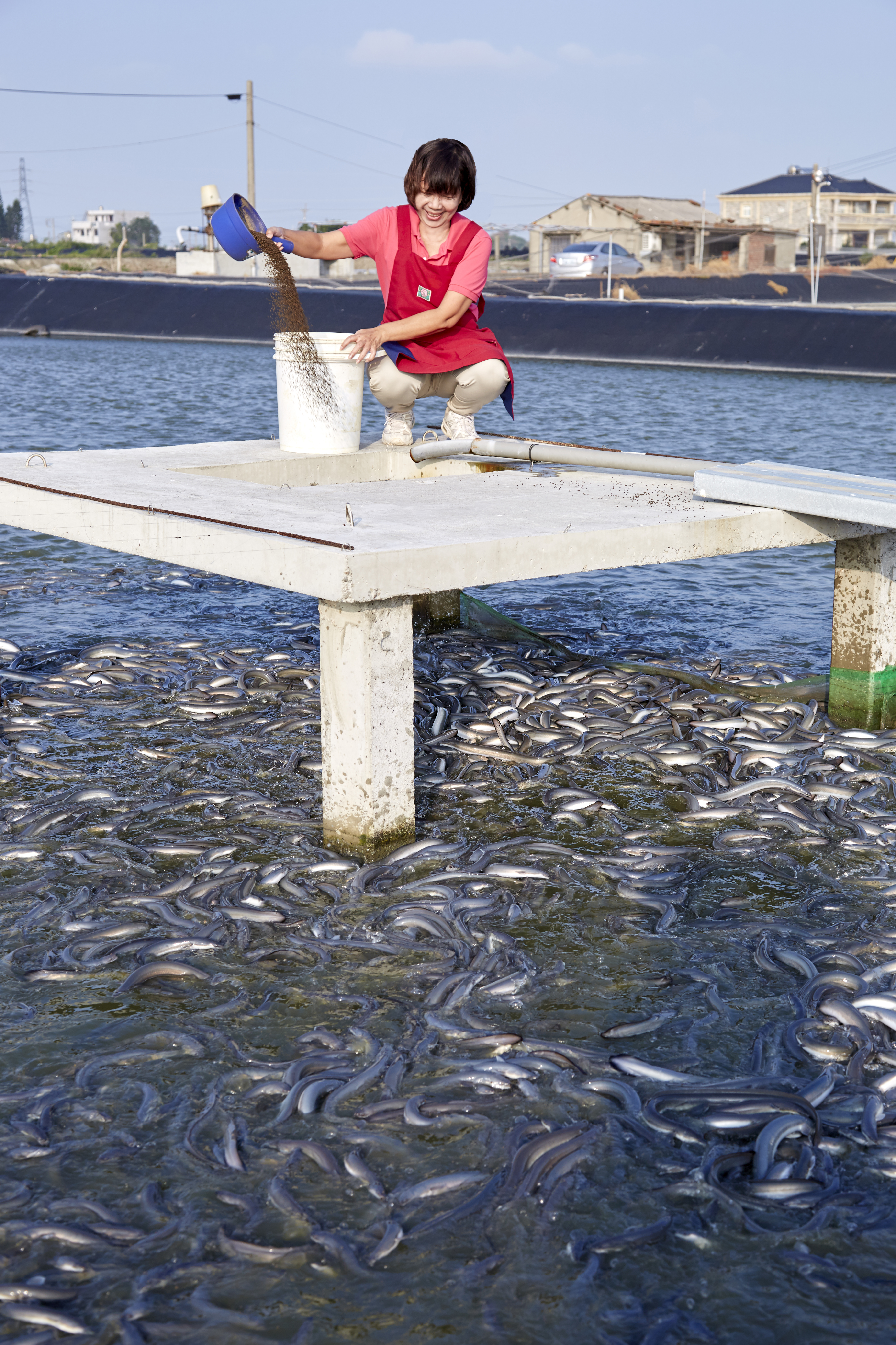 第一鰻波的鰻魚養殖場可是私家重地，去年為了宣傳，才留下這難得記錄。