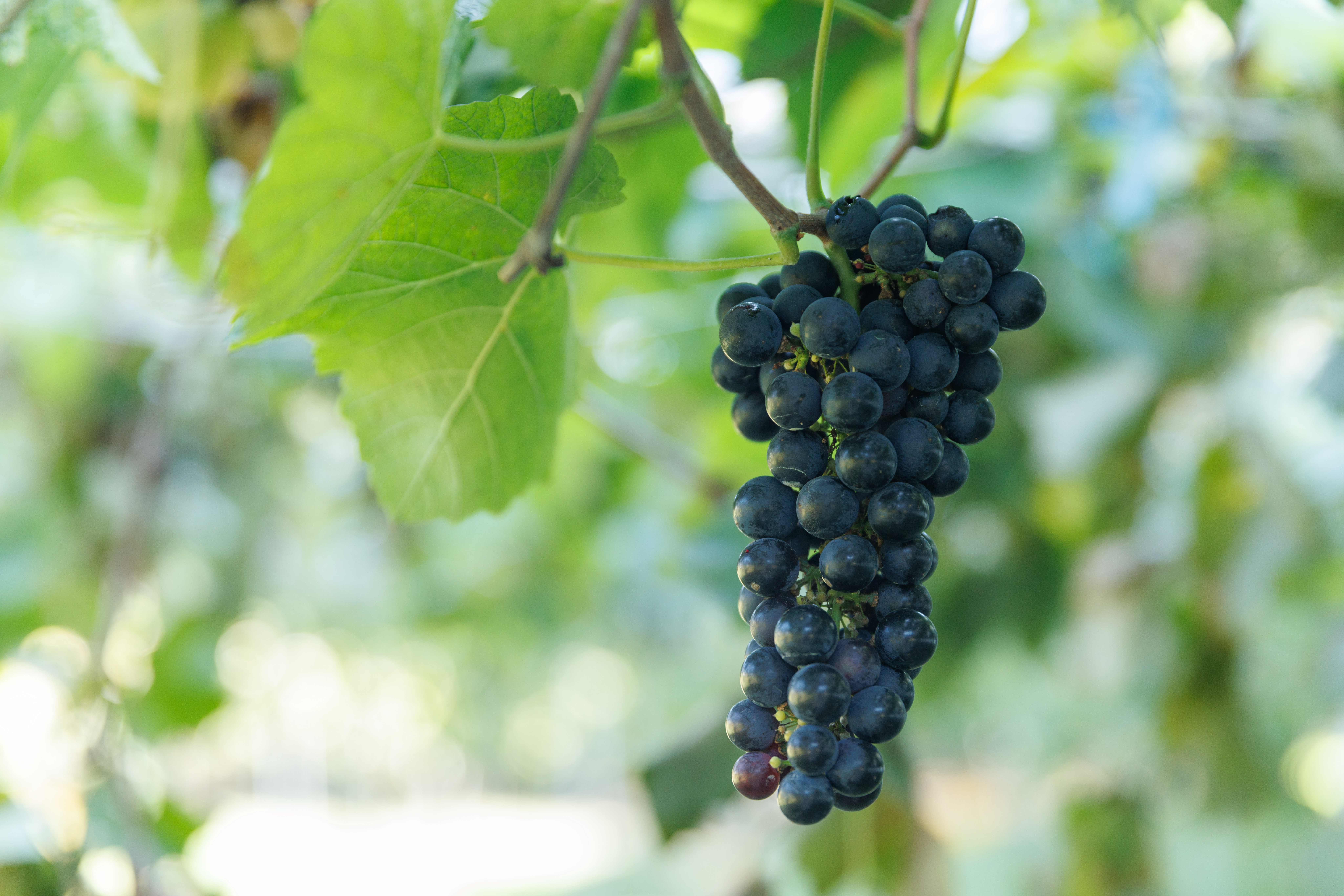 黑后葡萄顆粒小、果皮深紫紅色，富含酸度與單寧，帶有莓果、烏梅香氣，常被用來釀製顏色濃郁的紅酒。