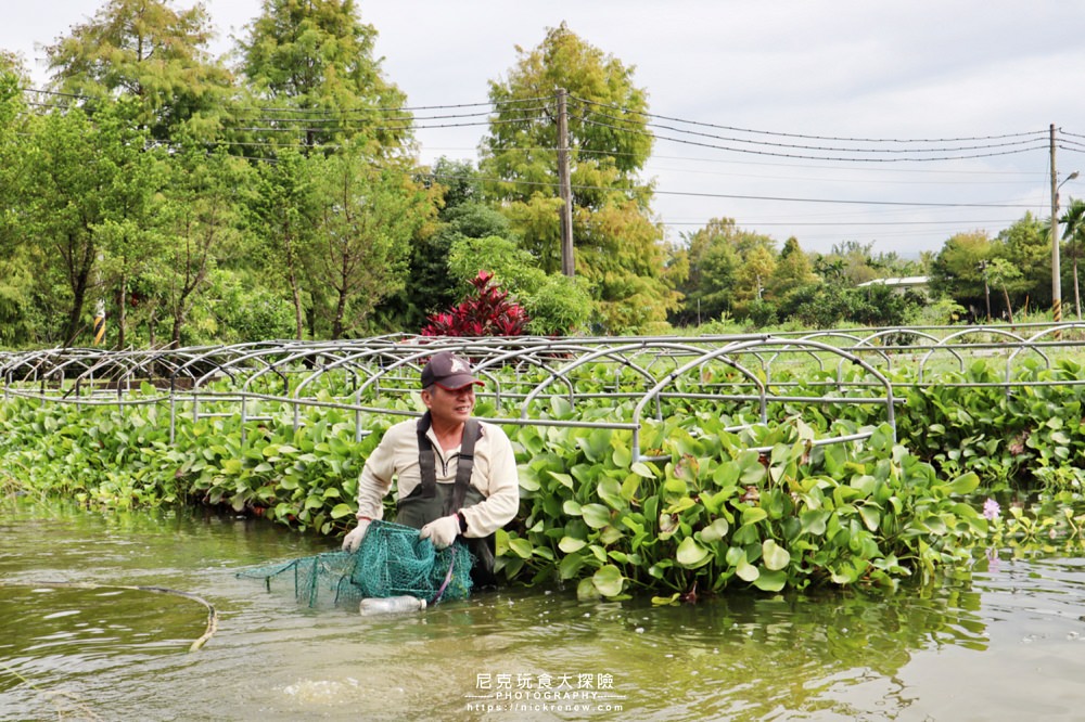 魚菜共生抓龍蝦