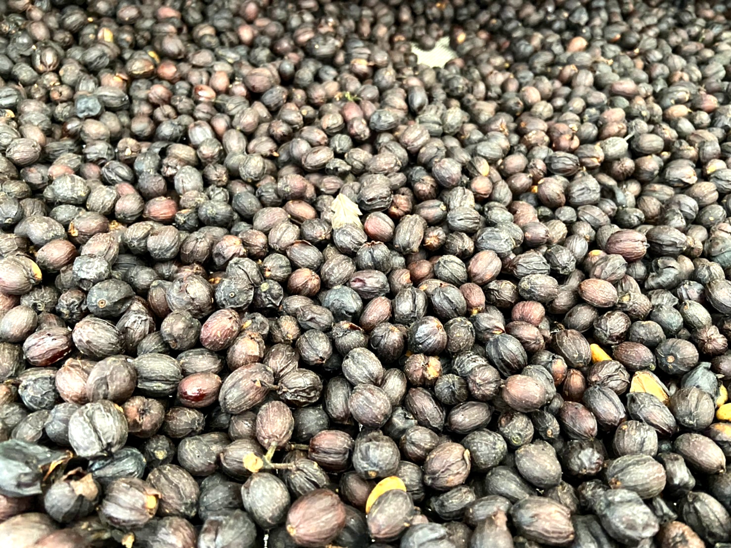 嚴選種植於海拔800公尺至1300公尺之阿里山山區咖啡豆