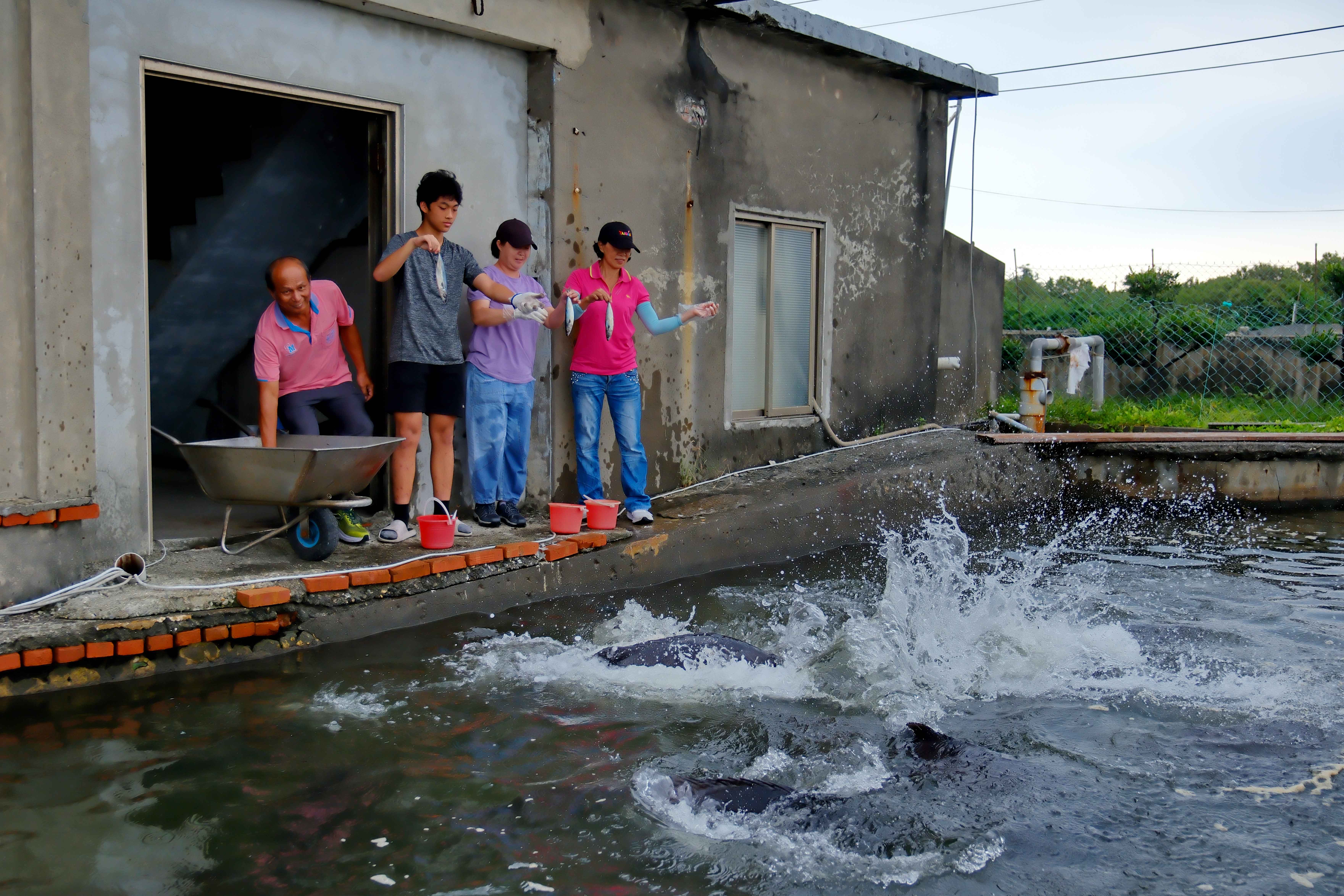 遊客最愛的就是餵食龍膽石斑魚！魚群翻起水花的瞬間，驚喜聲浪不絕於耳。