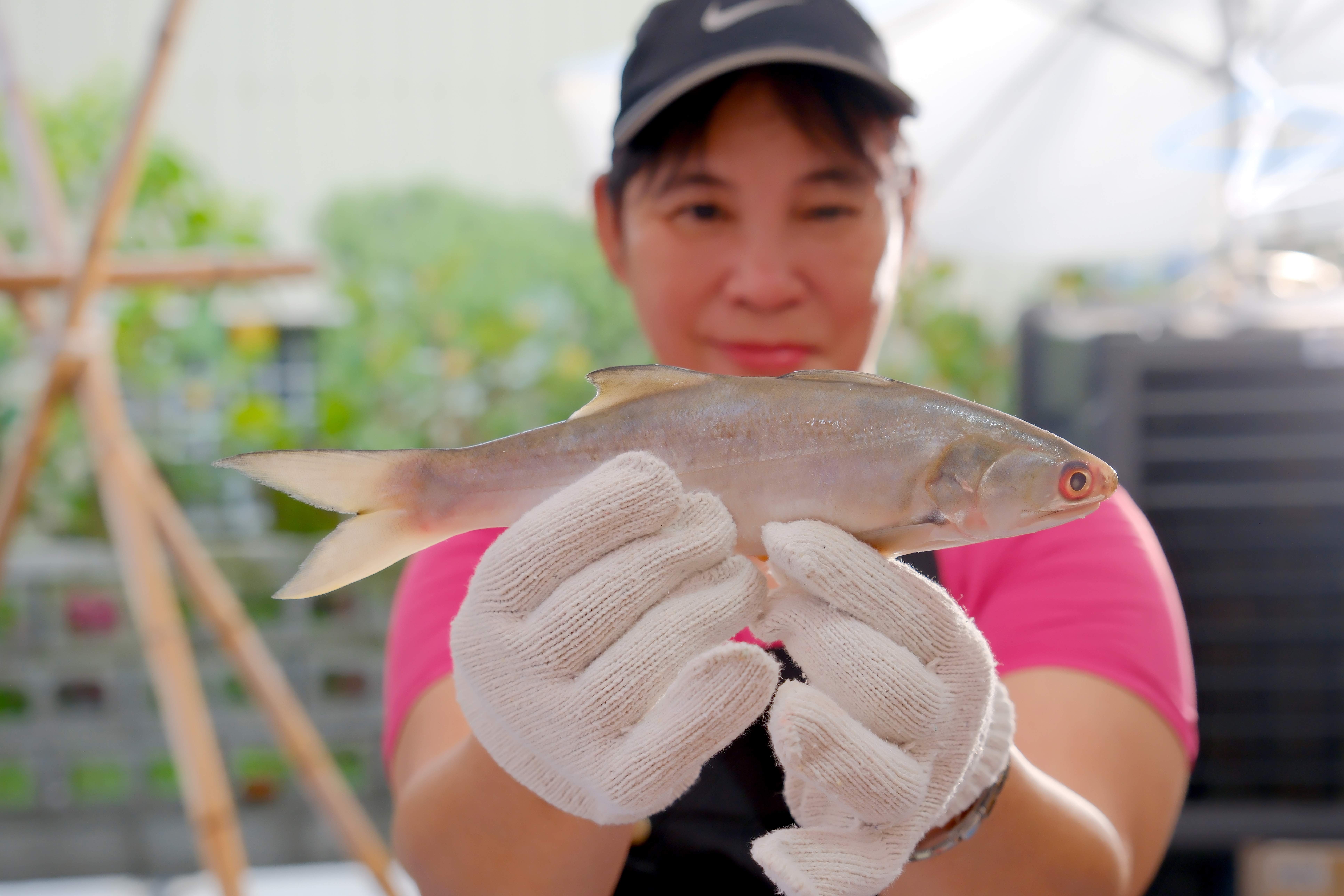 摸著號稱天下第一魚的午仔魚，準備製作美味的一夜干。