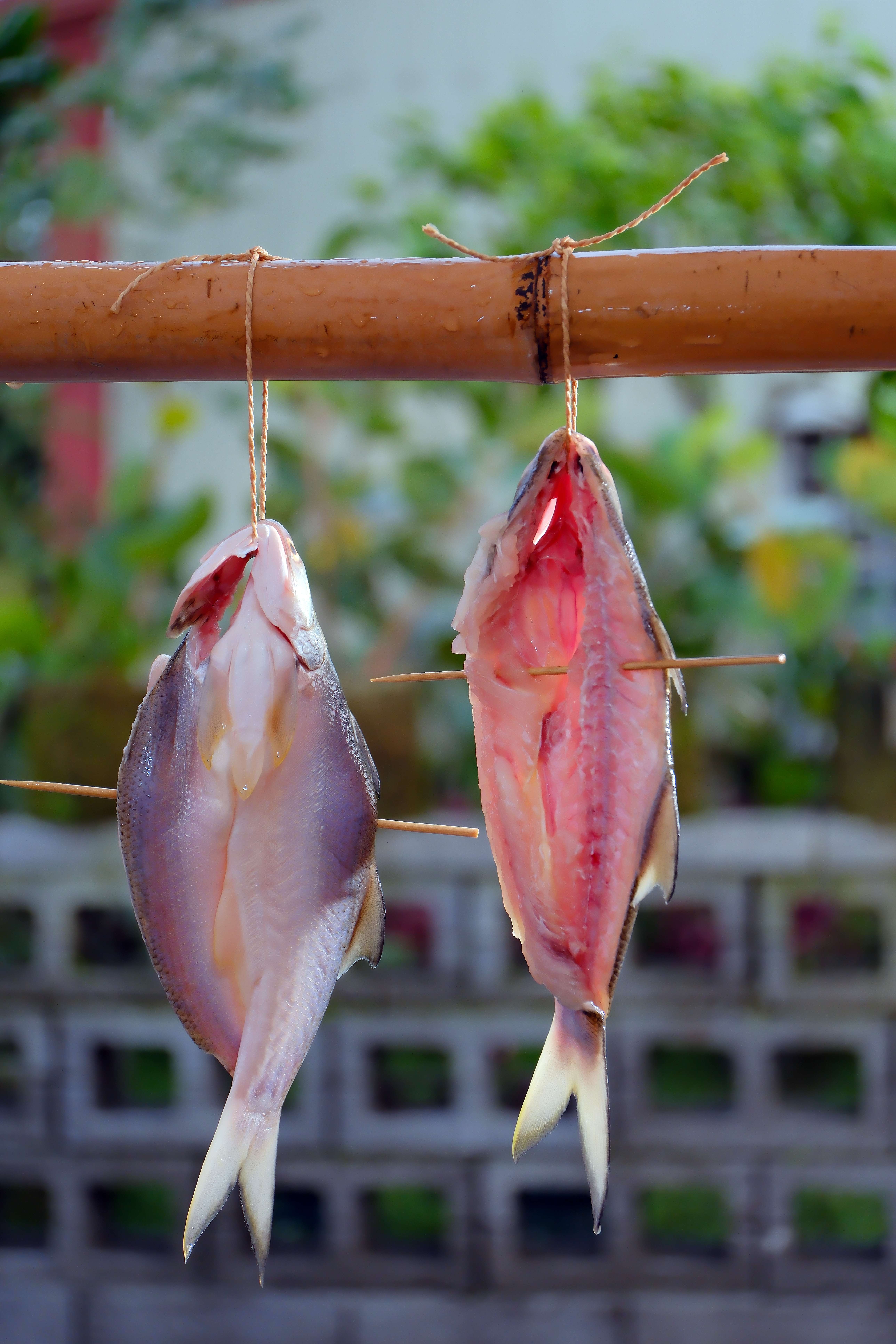 午仔魚一夜干半成品。