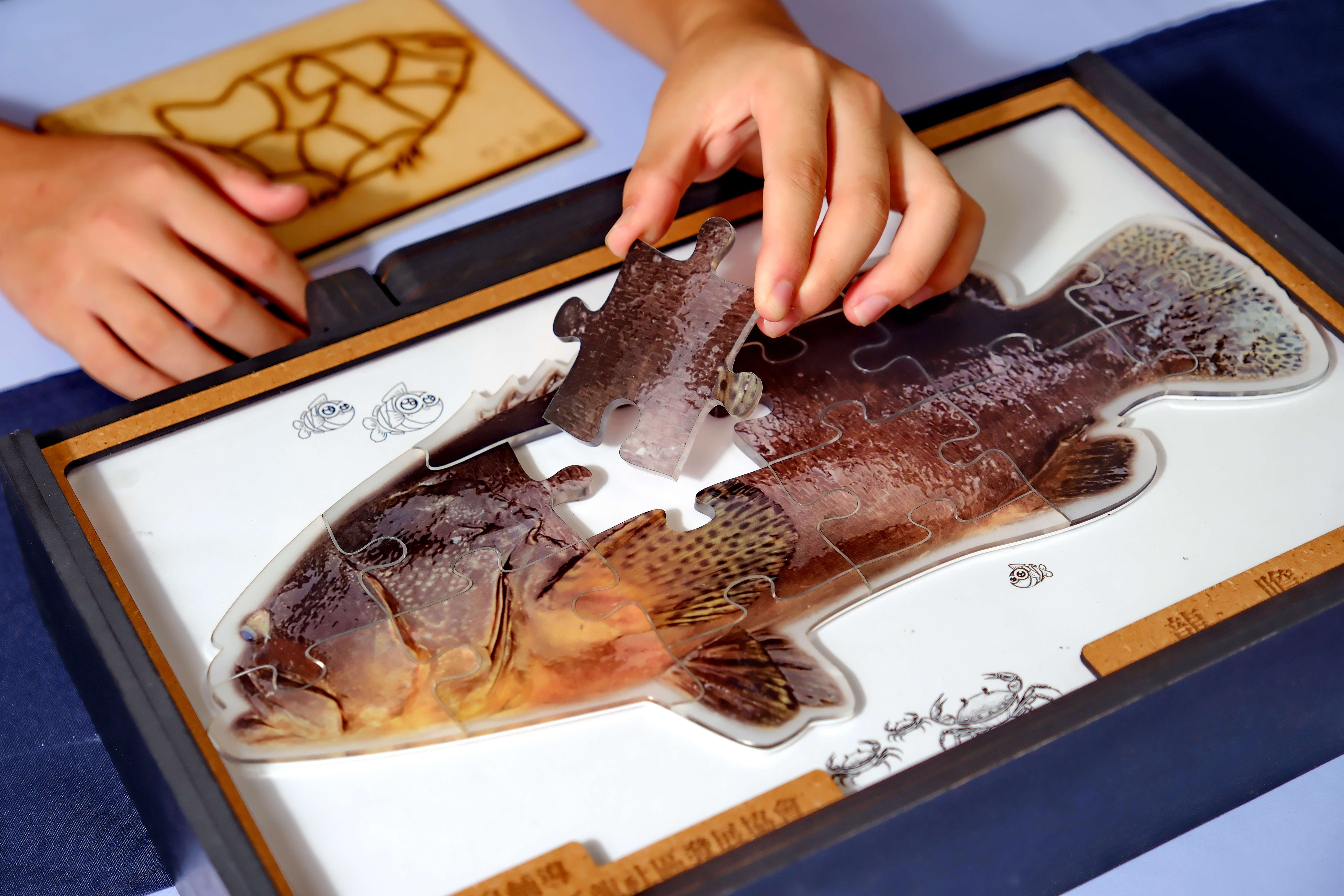 小朋友可透過拼圖遊戲，認識龍膽石斑。