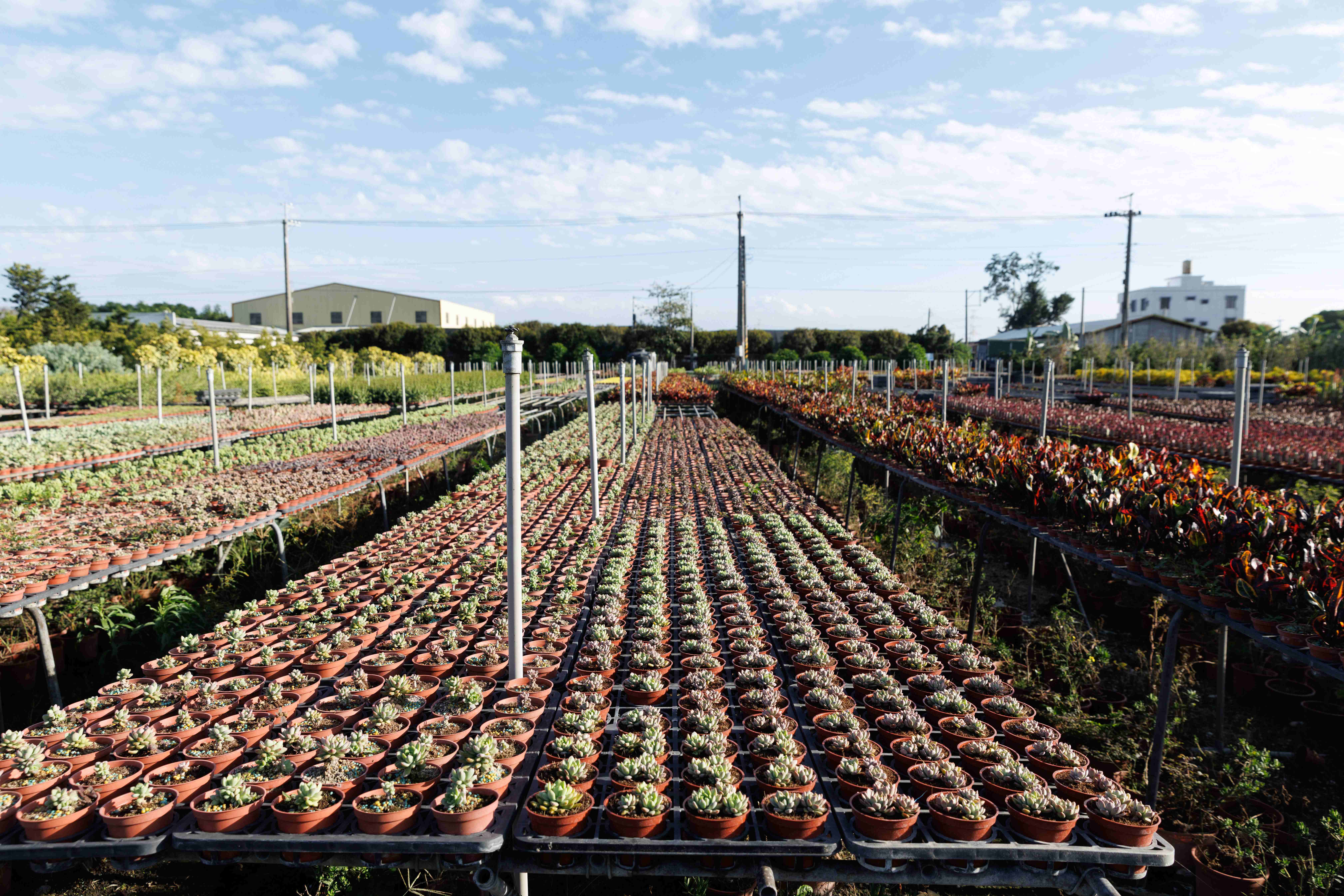 另一邊的多肉區，肉肉們正在曬太陽，溫度、光照、水分都要拿捏精準。