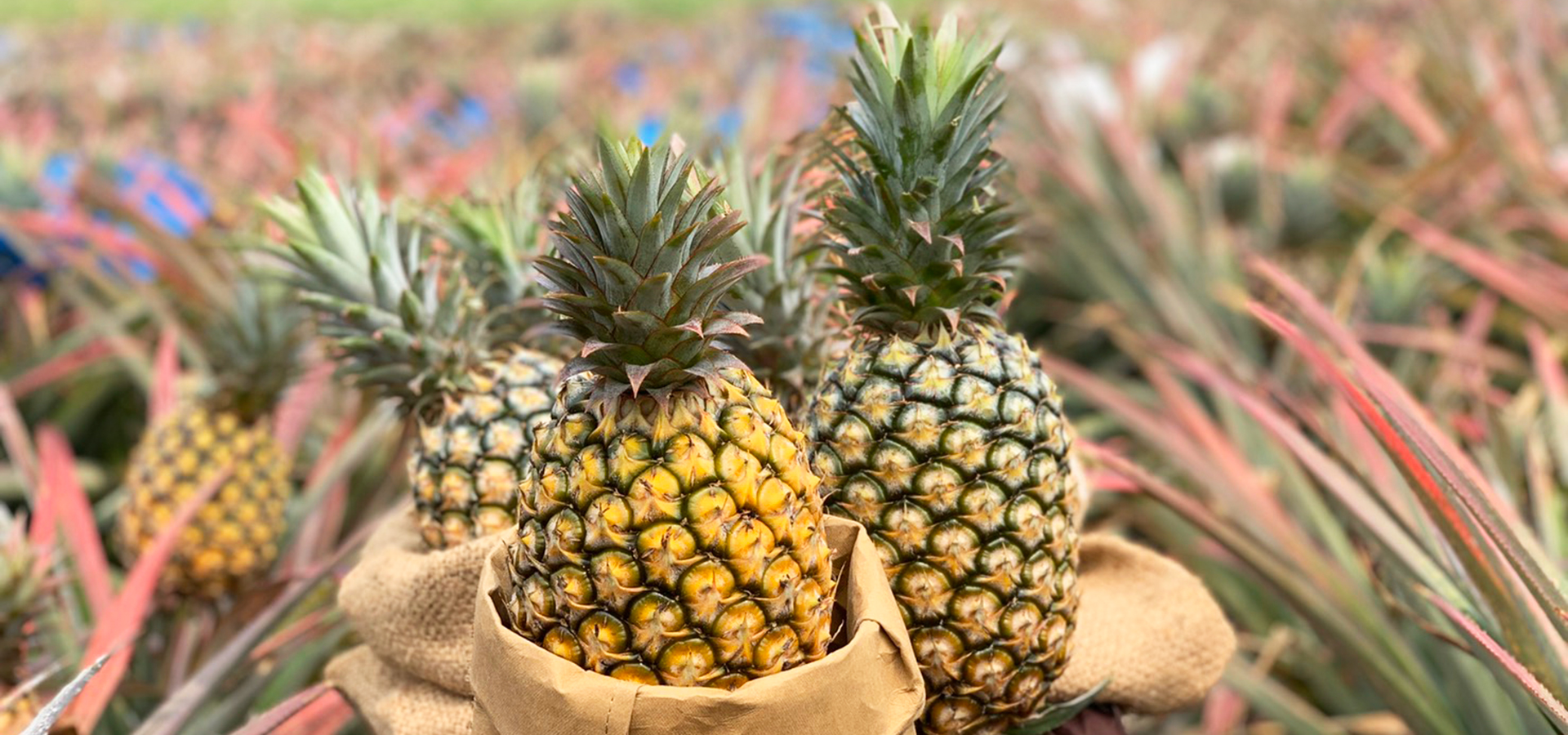 農場以「有機鳳梨」栽種為主