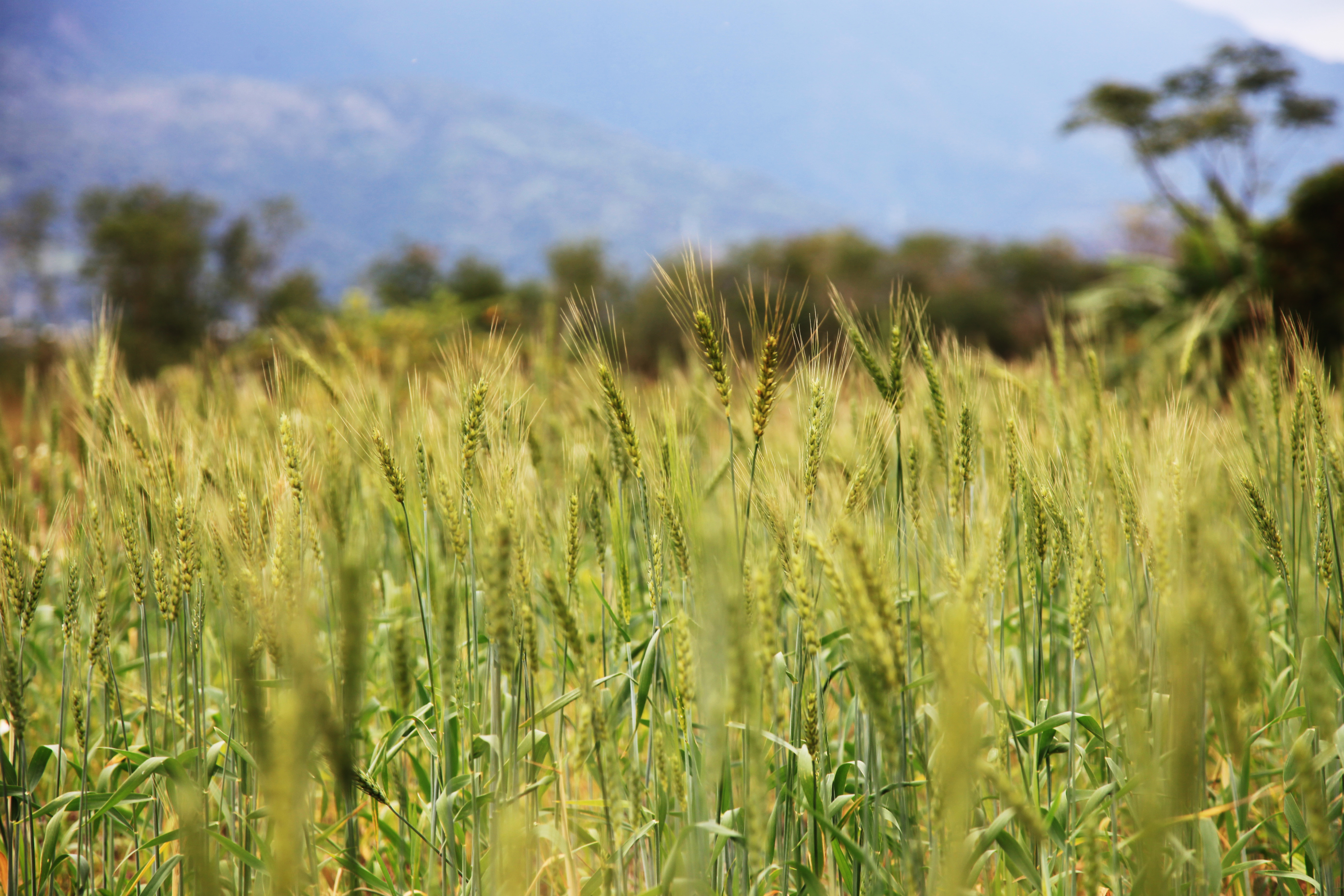 小麥屬於旱作，收成期短。