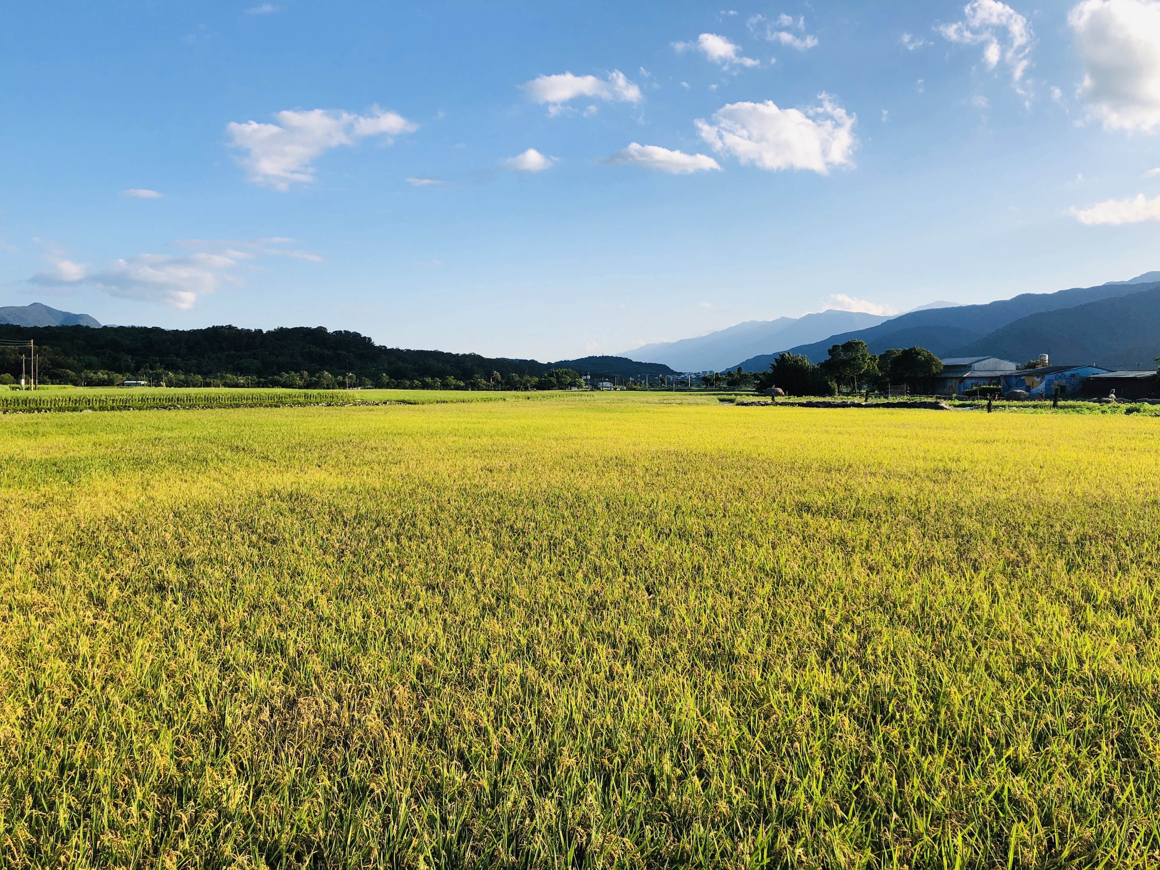 稻米是富里鄉最重要的農產品。