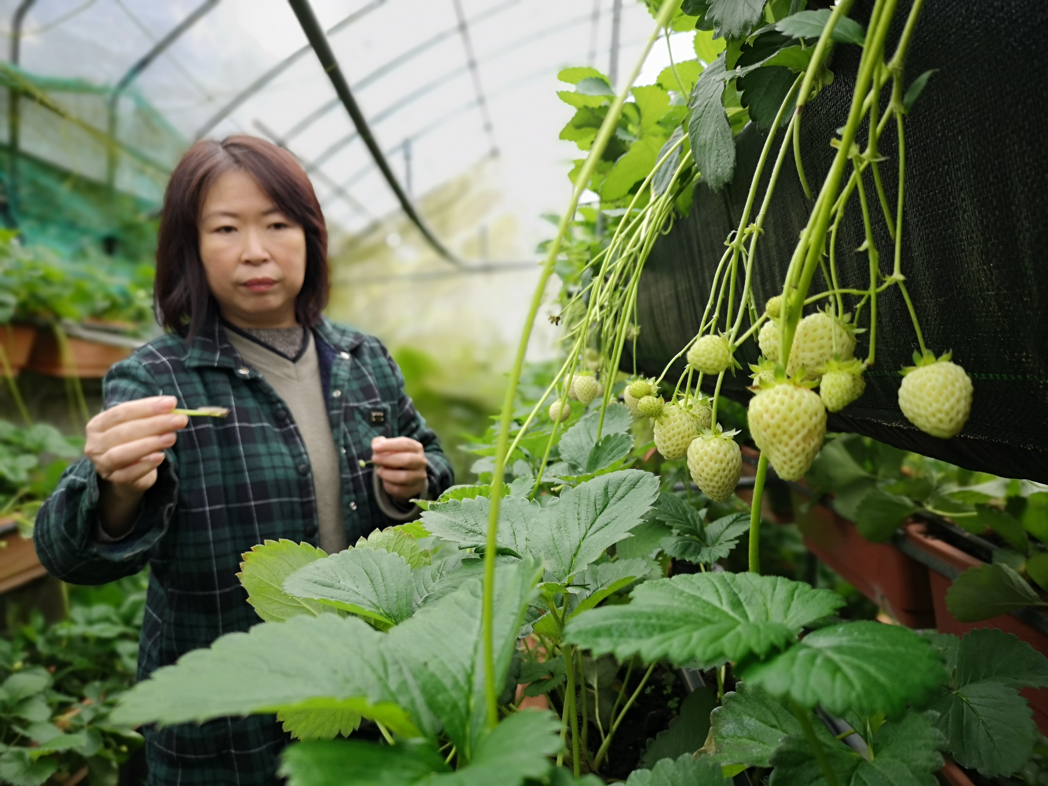 園區內有兩百株浪漫白草莓。