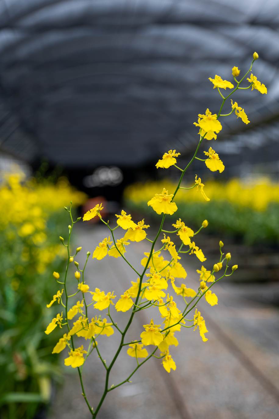 文心蘭花形優美氣質出眾，以外銷日本歐洲為大宗。