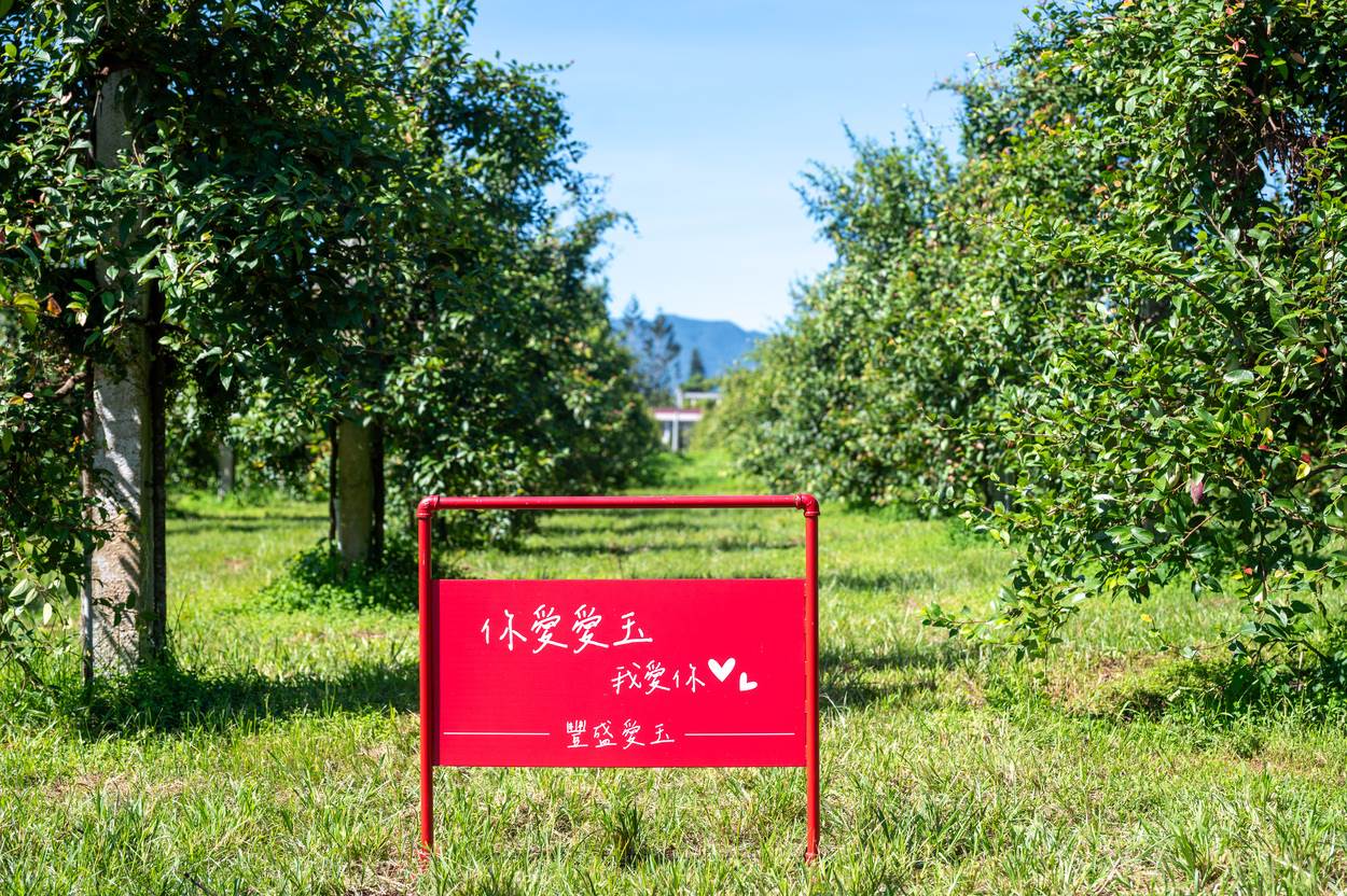 豐盛愛玉園區是全台最大的單一品種紅九愛玉栽種園區。愛玉的種植要三年才能結果。