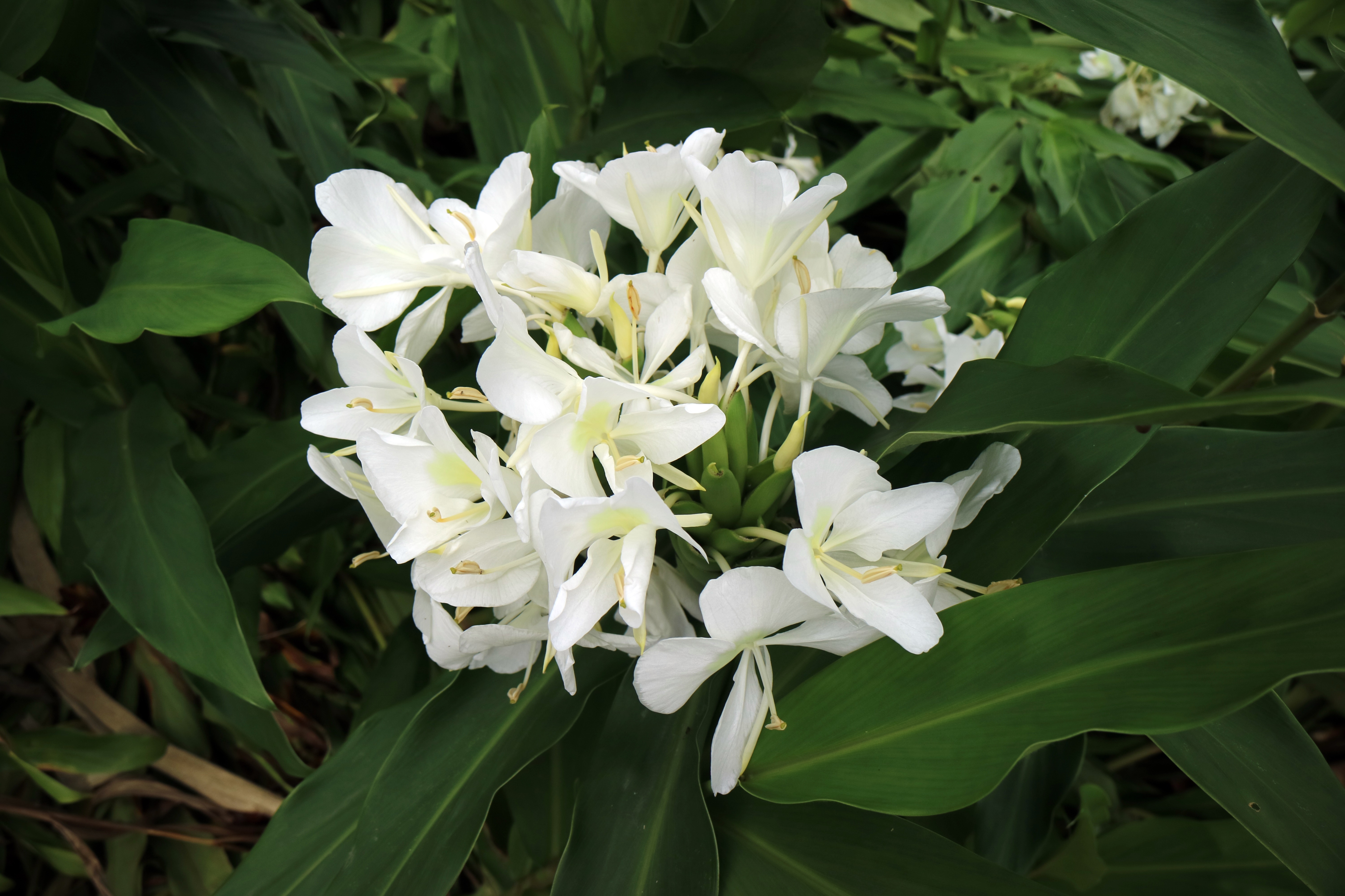 野薑花迎風飛，又有蝴蝶花之稱。