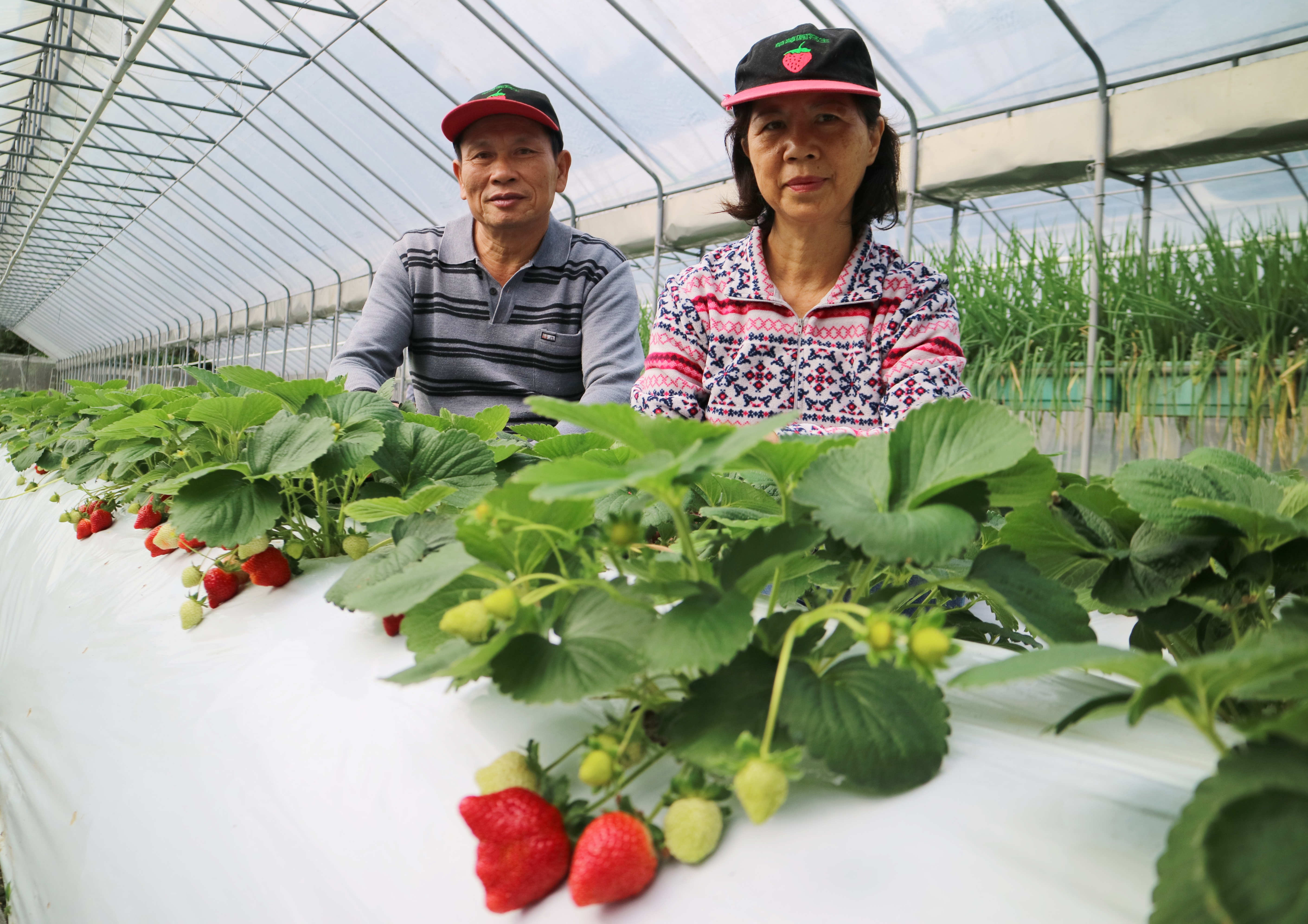 整個山區果園就是由許三奇夫妻辛苦打理。