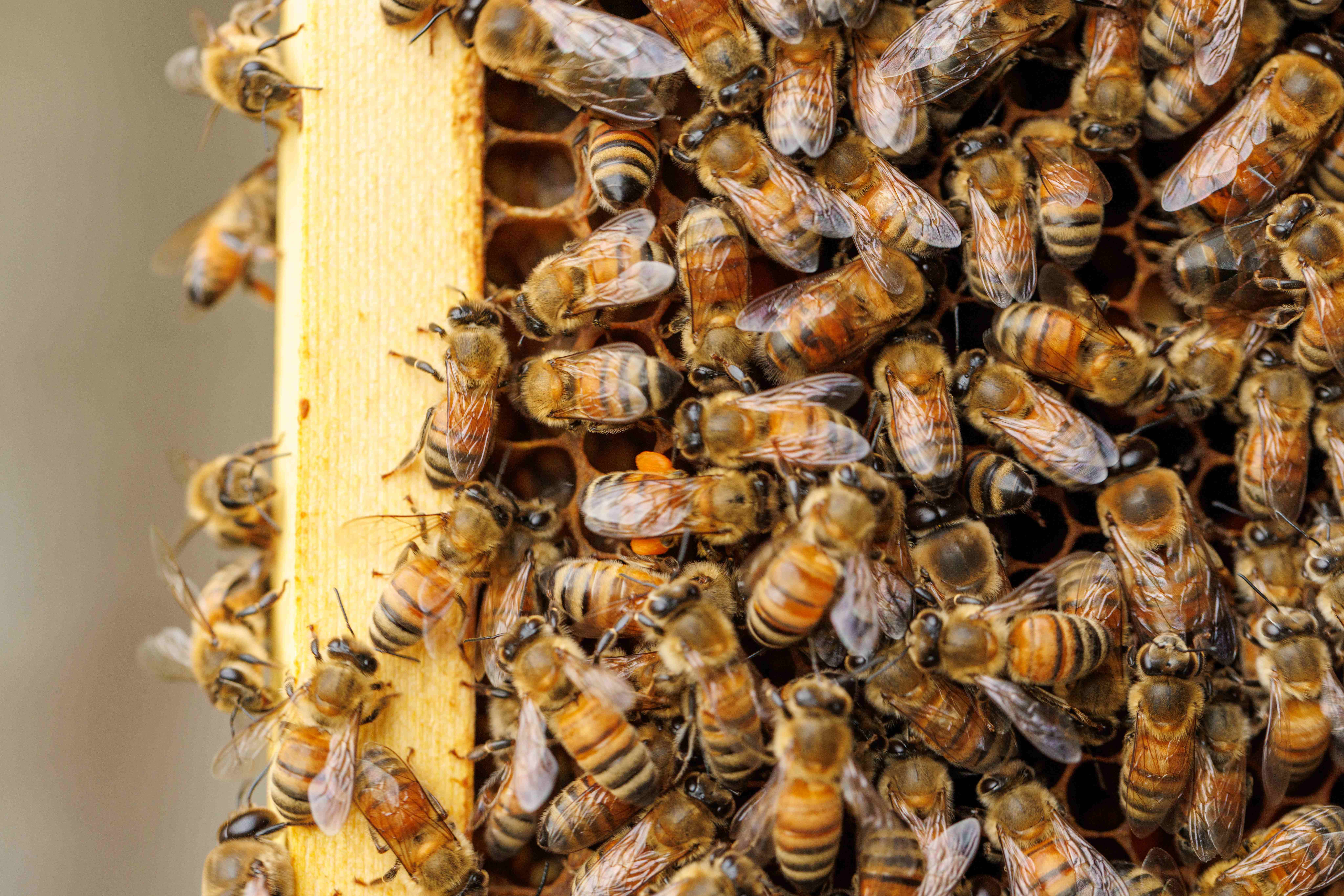 只要穿上防護裝或面罩，也能當個小小蜂農，近距離接觸蜜蜂。