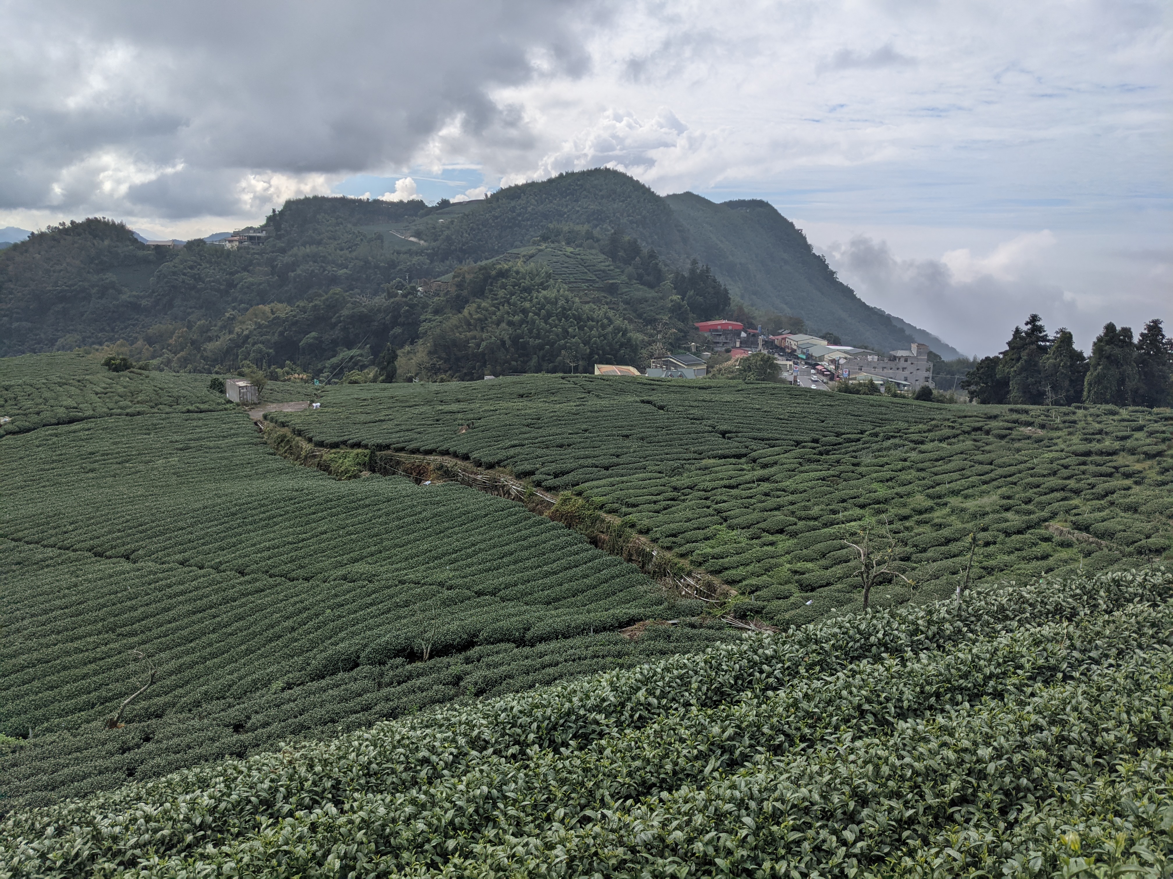 嘉義縣竹崎鄉石棹一帶的茶園風光，美不勝收。