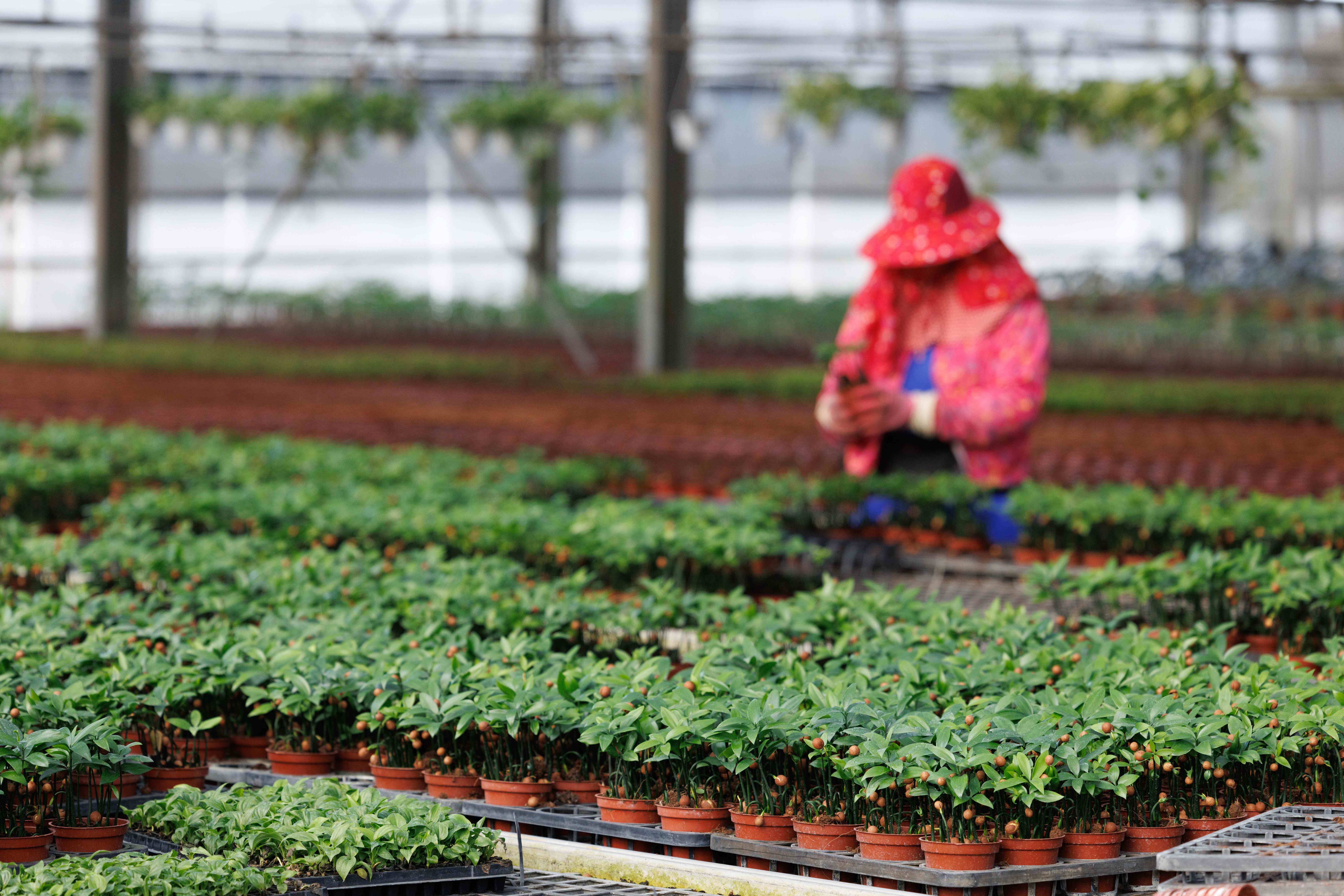 在溫室裡，每一盆金錢樹都被悉心照料、安靜長大。