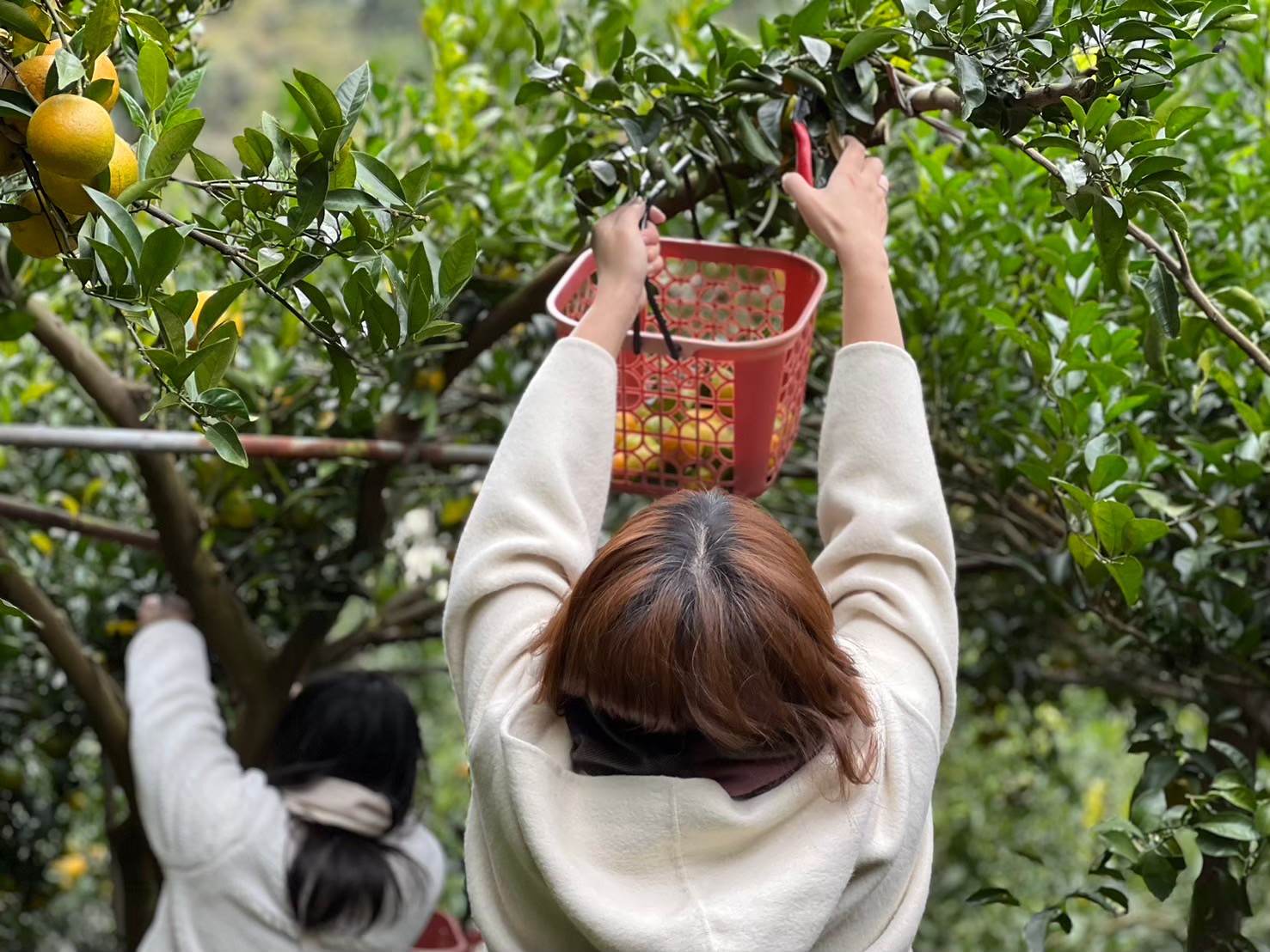 情人谷果園採果(砂糖橘)