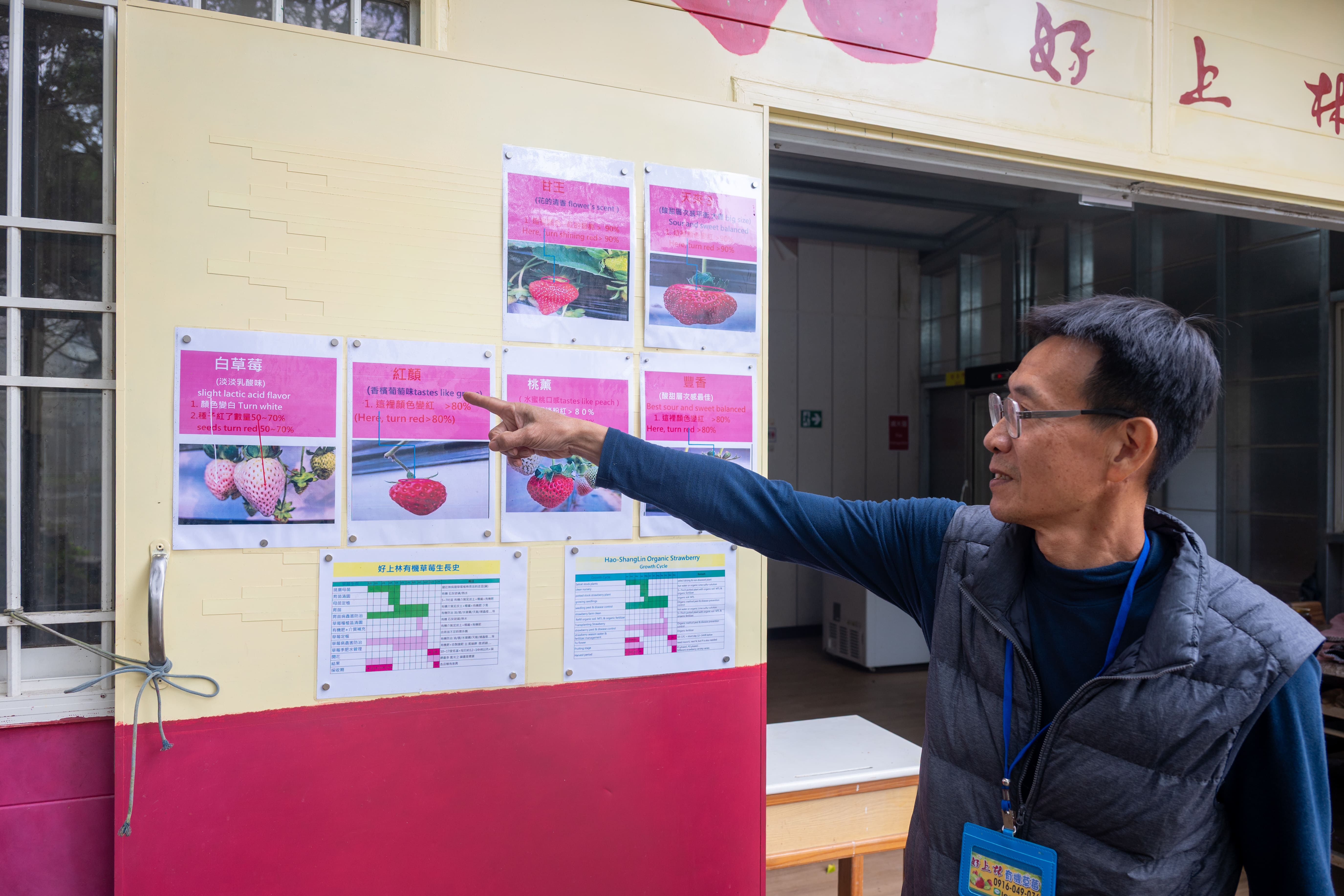 每位到訪的遊客都能聽到園主的親自解說不同品種草莓的風味特色。