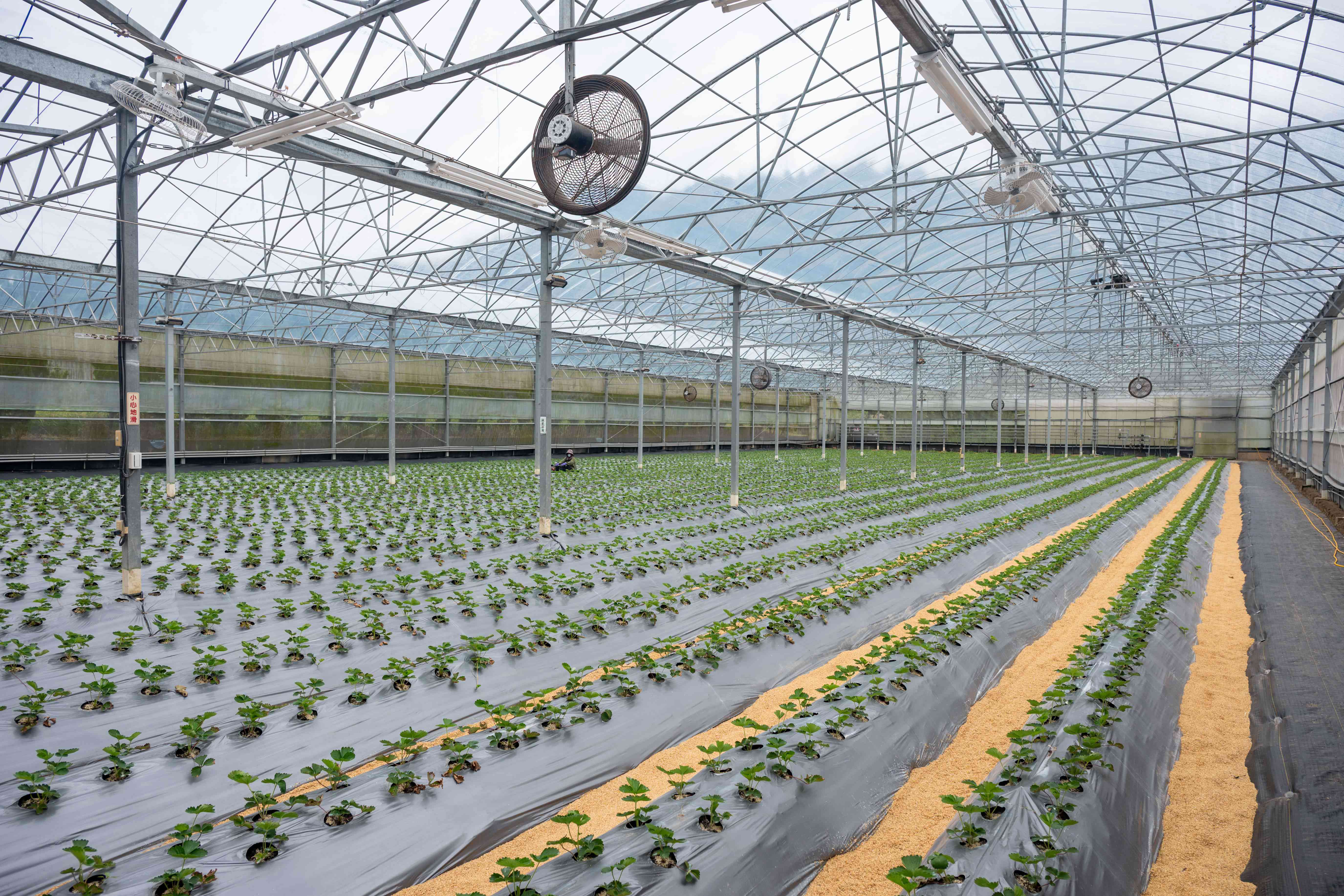 溫室種植的草莓以天來三號為大宗，加上一些桃薰，在製作果醬上也是兩種比例混合。