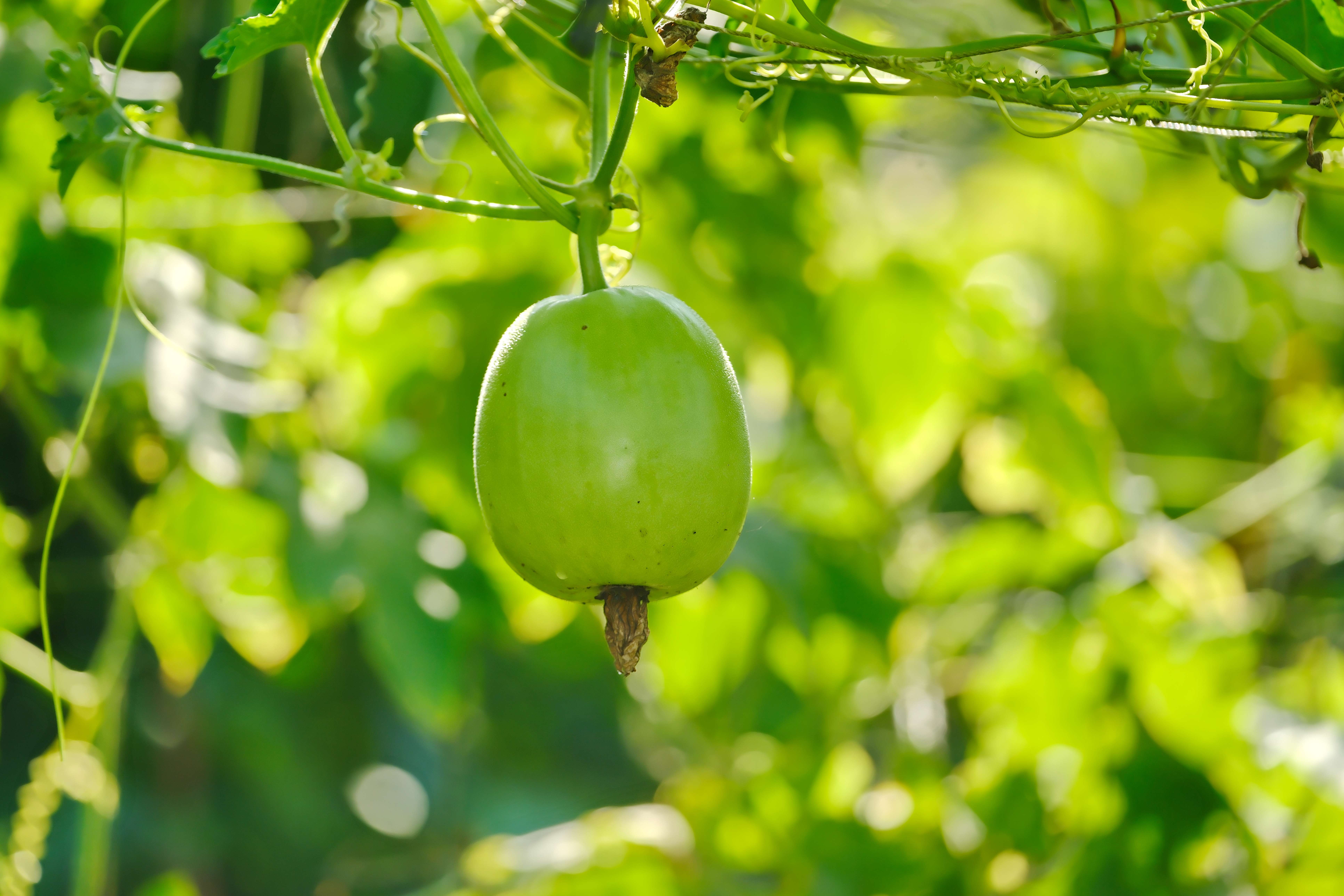 芋頭冬瓜，呈扁球形，比一般冬瓜小，果皮翠綠，帶有淡淡的果粉。