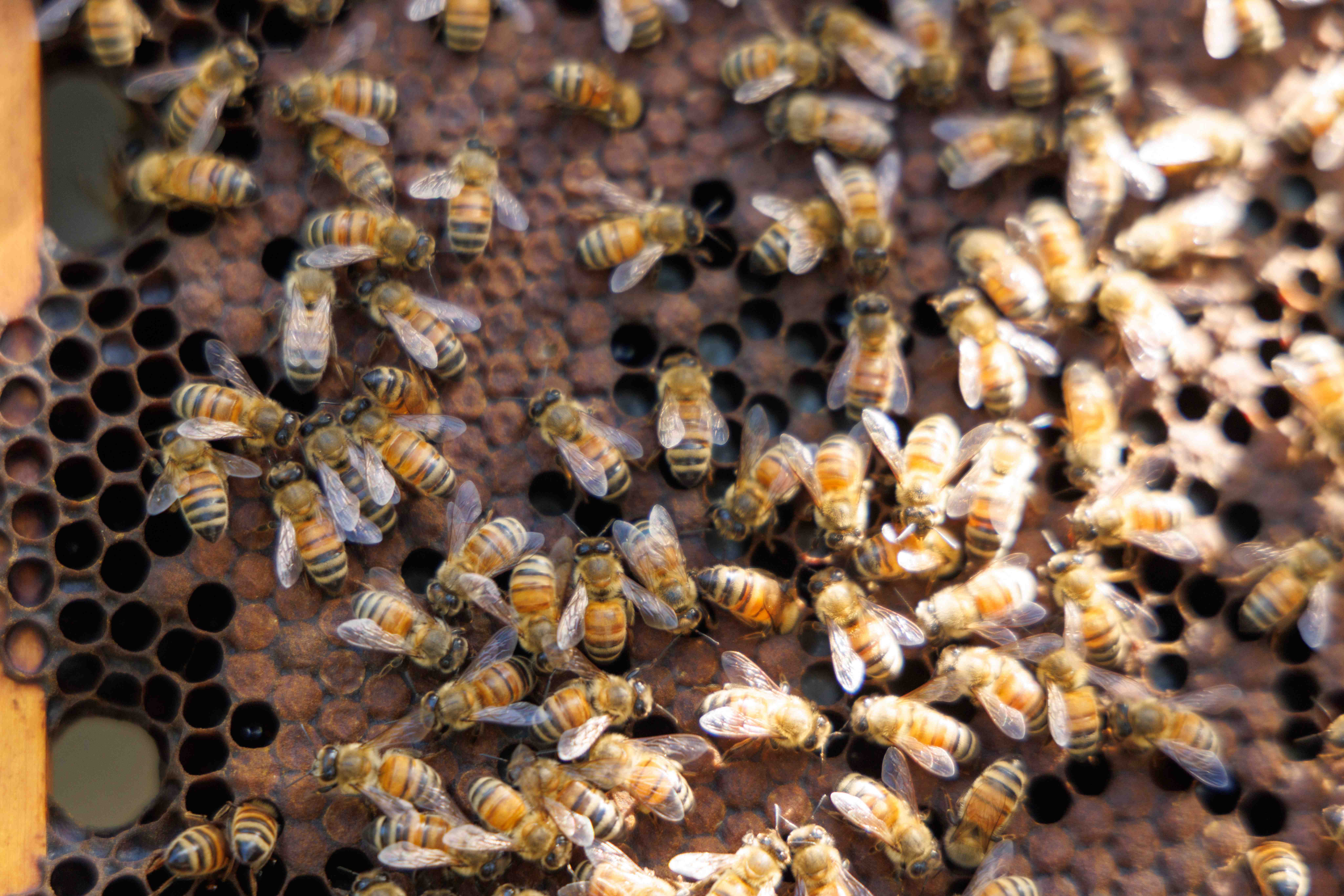 農場飼養少量蜜蜂，負責茶樹授粉工作。茶花的授粉率提升後，茶籽產量也更穩定。
