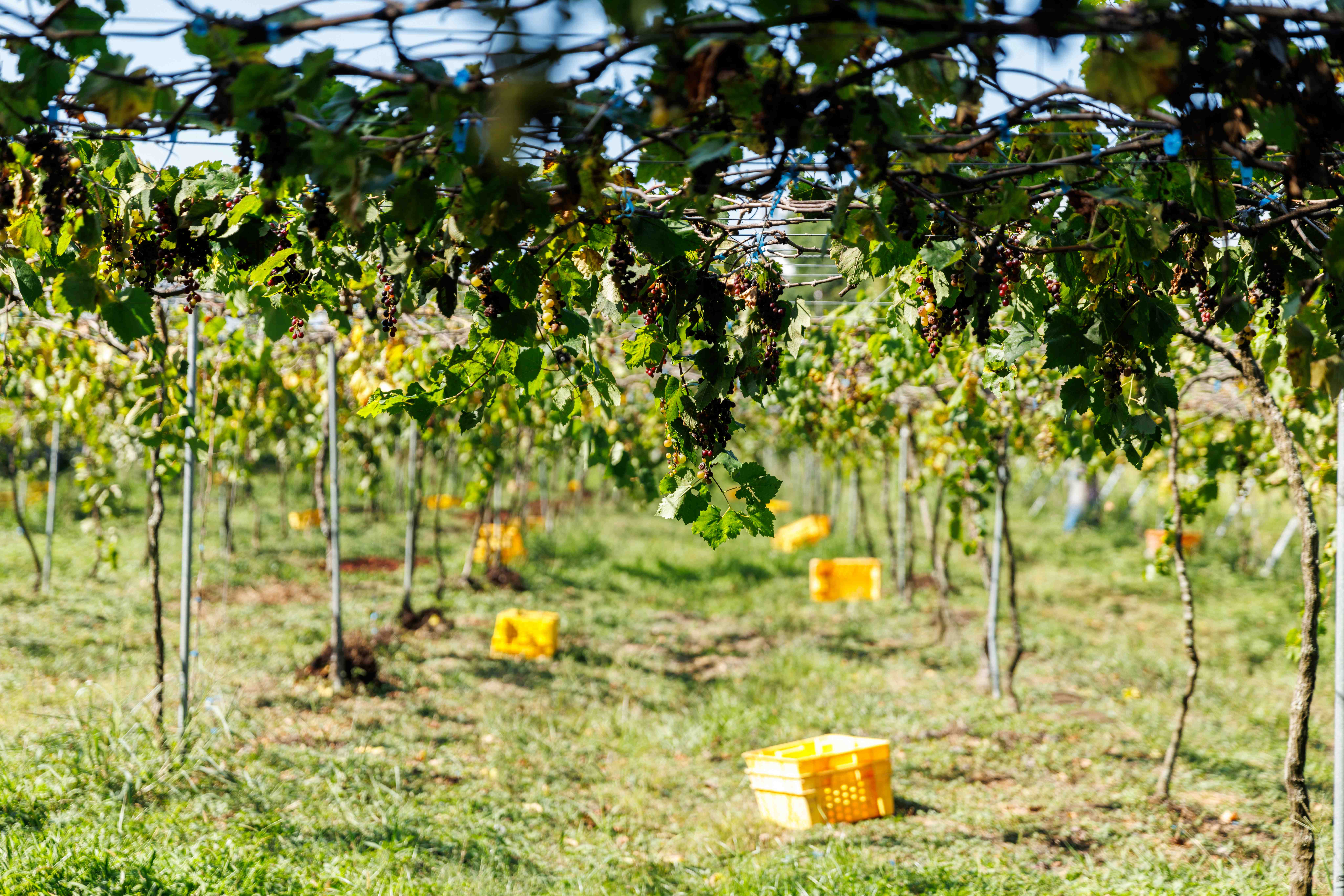 陽光透過葡萄藤，篩下斑駁的光影，漫步其中浪漫而愜意。