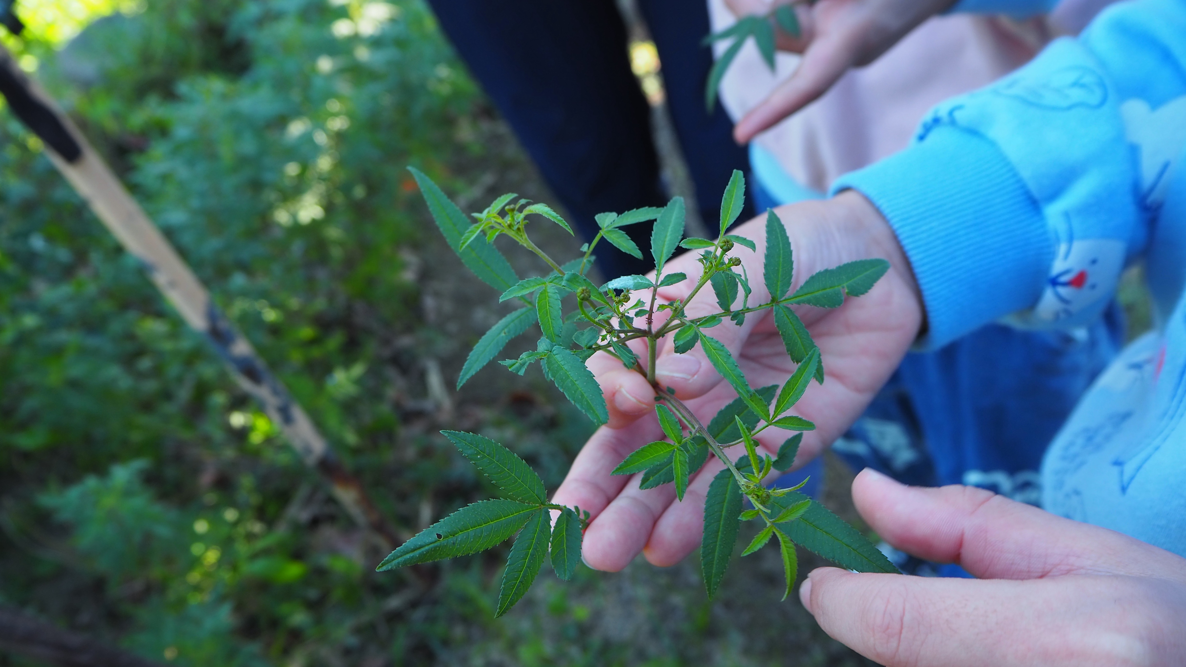 鼎春園的香草種類繁多，有艾草、仙草、芳香萬壽菊、蝶豆花、紫蘇等。