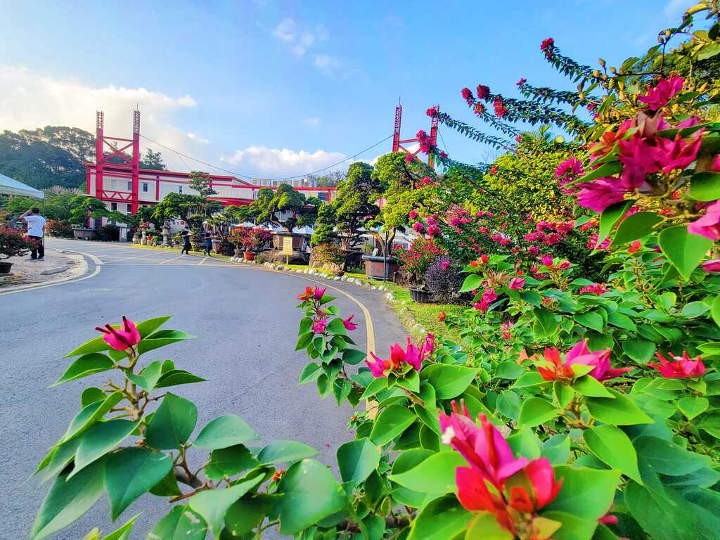 花開處處