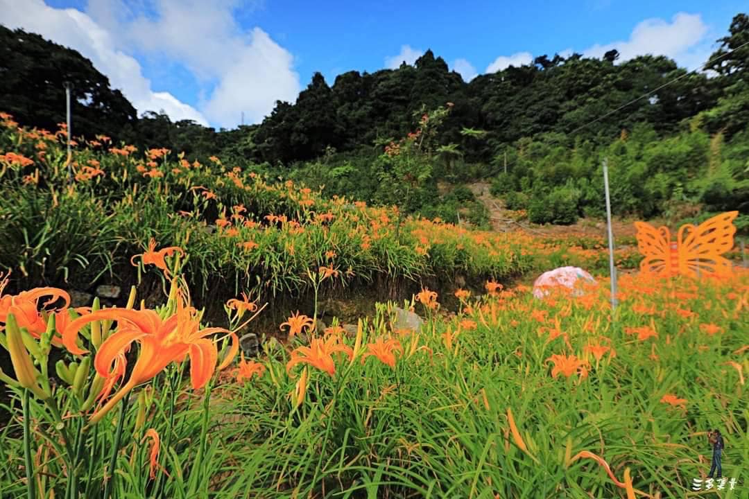 故鄉栽植大面積的金針。
