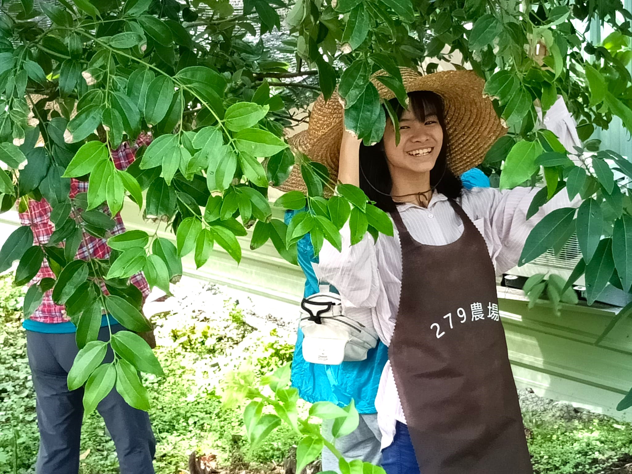 體驗採摘土肉桂,準備提煉精油。