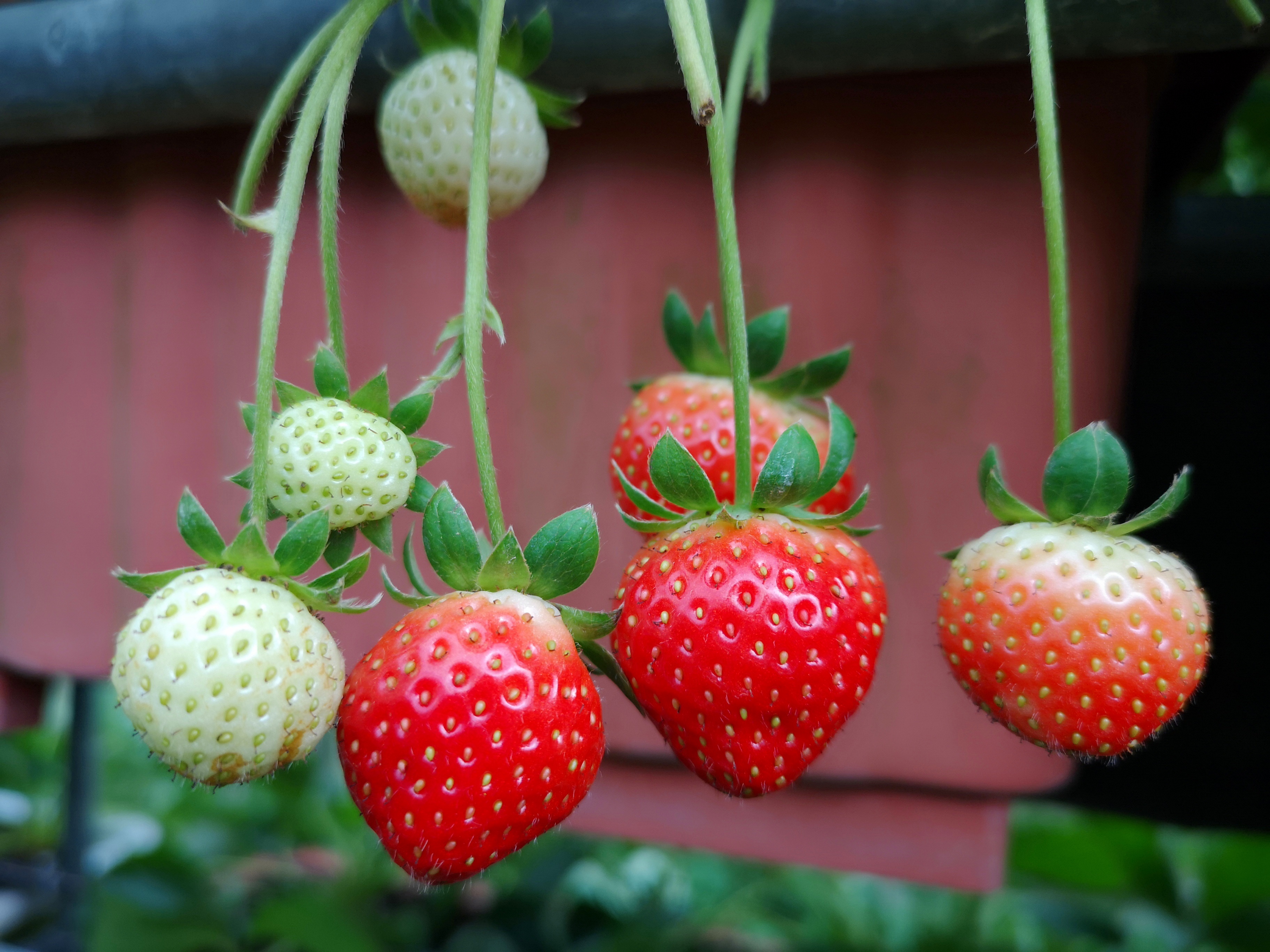 東林是北區最早可以採草莓的農場。