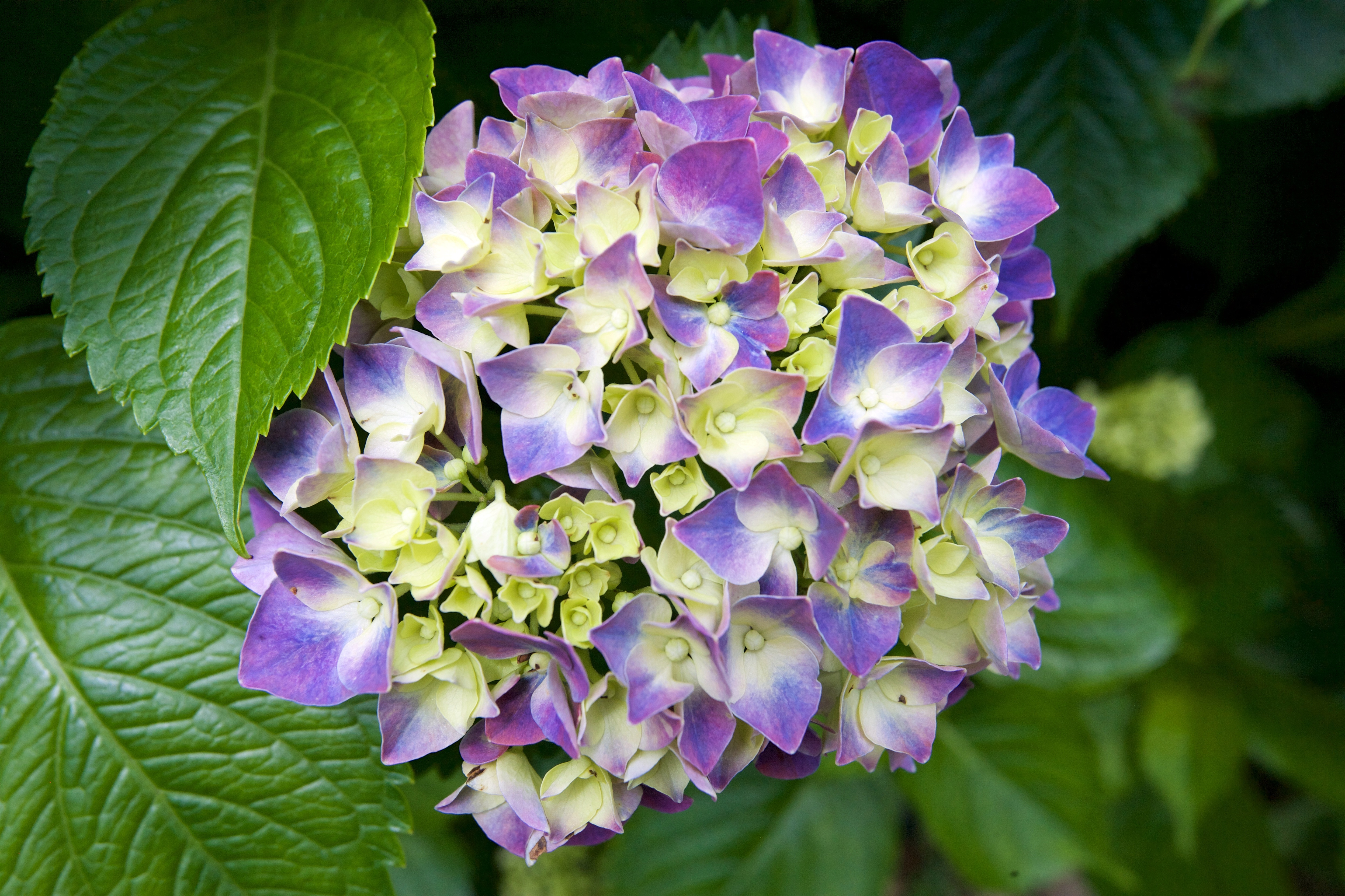 繡球花品種很多，顏色豐富。