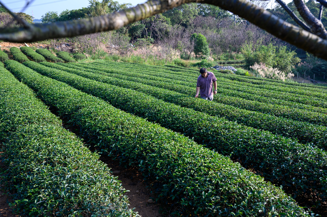 羽泰製茶廠的茶園一角。