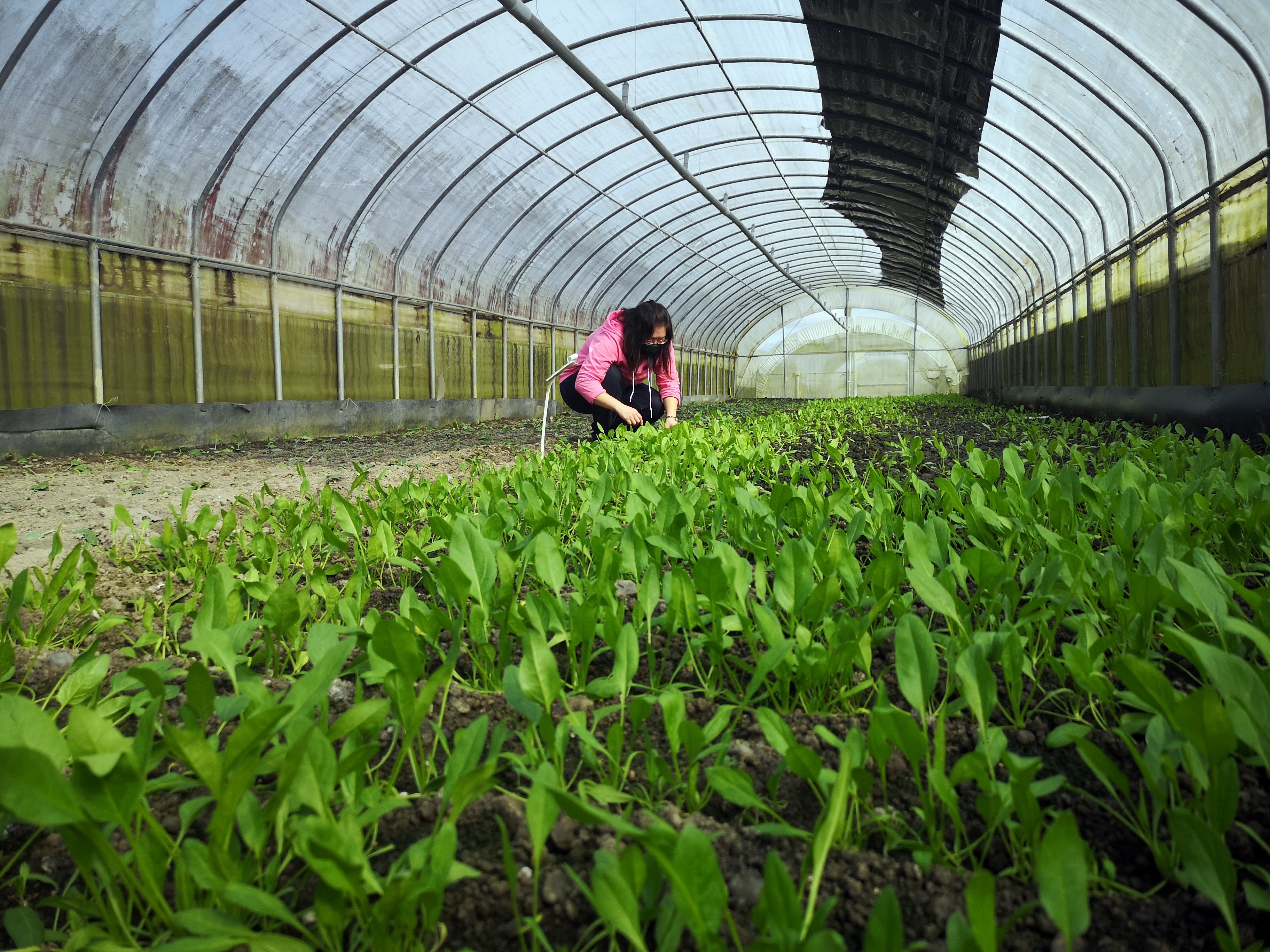 宜蘭雨水太多，還是要種些溫室蔬菜分散風險。