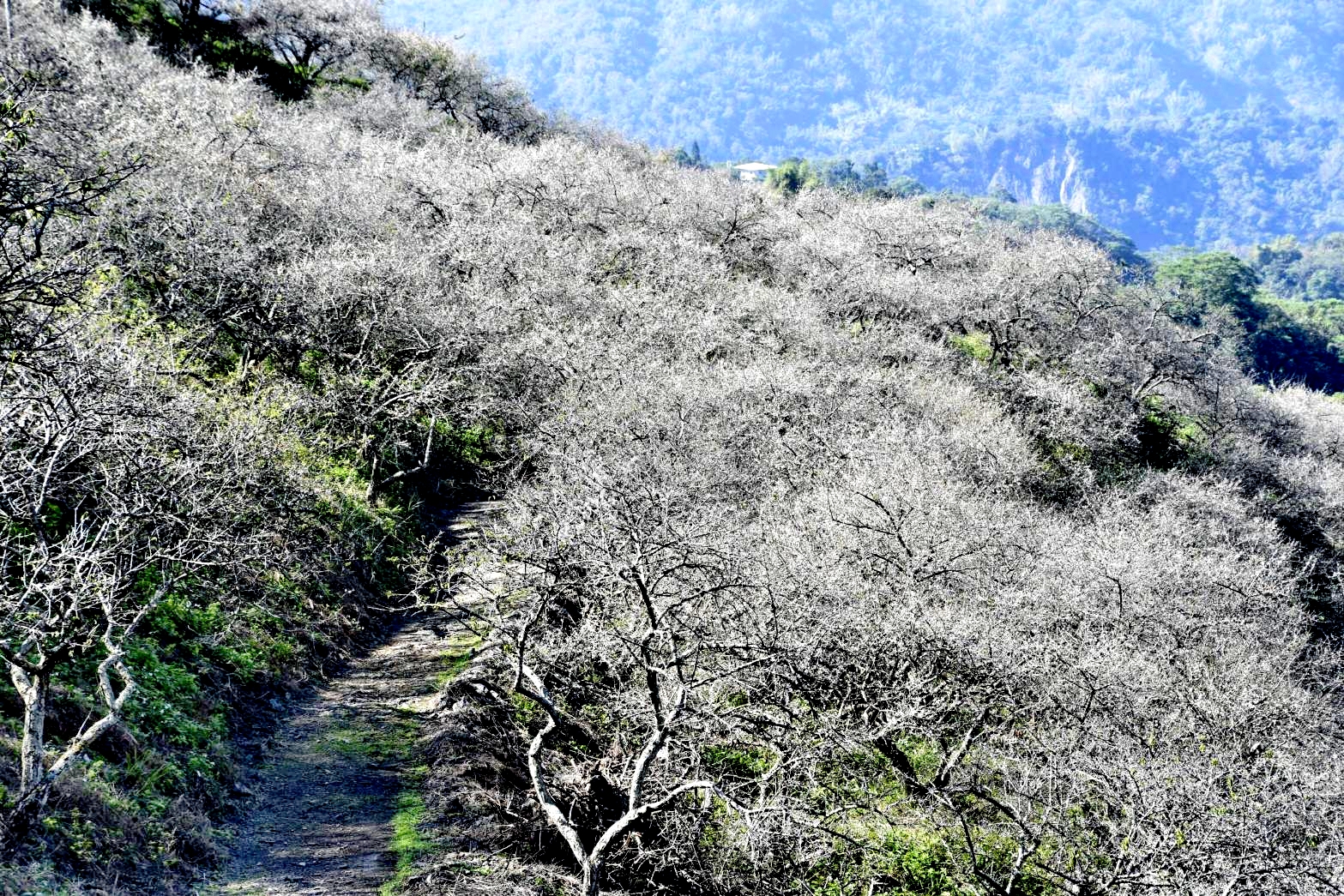 「梅礦民宿」周遭的梅園，開花季節通常在每年的12月至隔年2月之間，花季來臨時，放眼望去宛若一片白雪世界。(高雄市竹林休閒農業發展協會提供)