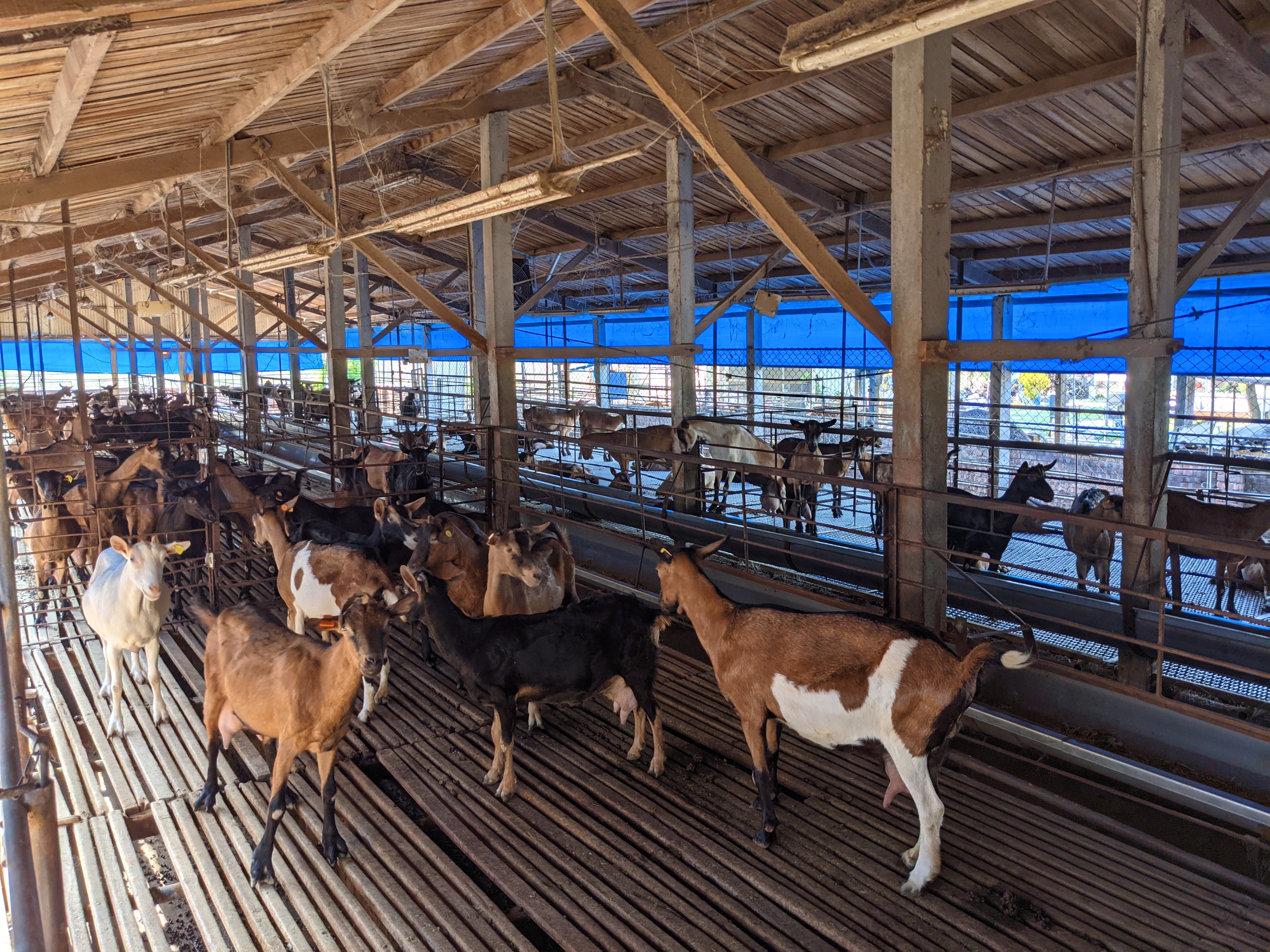 占地1公頃的牧場內共有2座羊舍，飼養約200頭法國阿爾拜因(Alpine)品種乳羊。