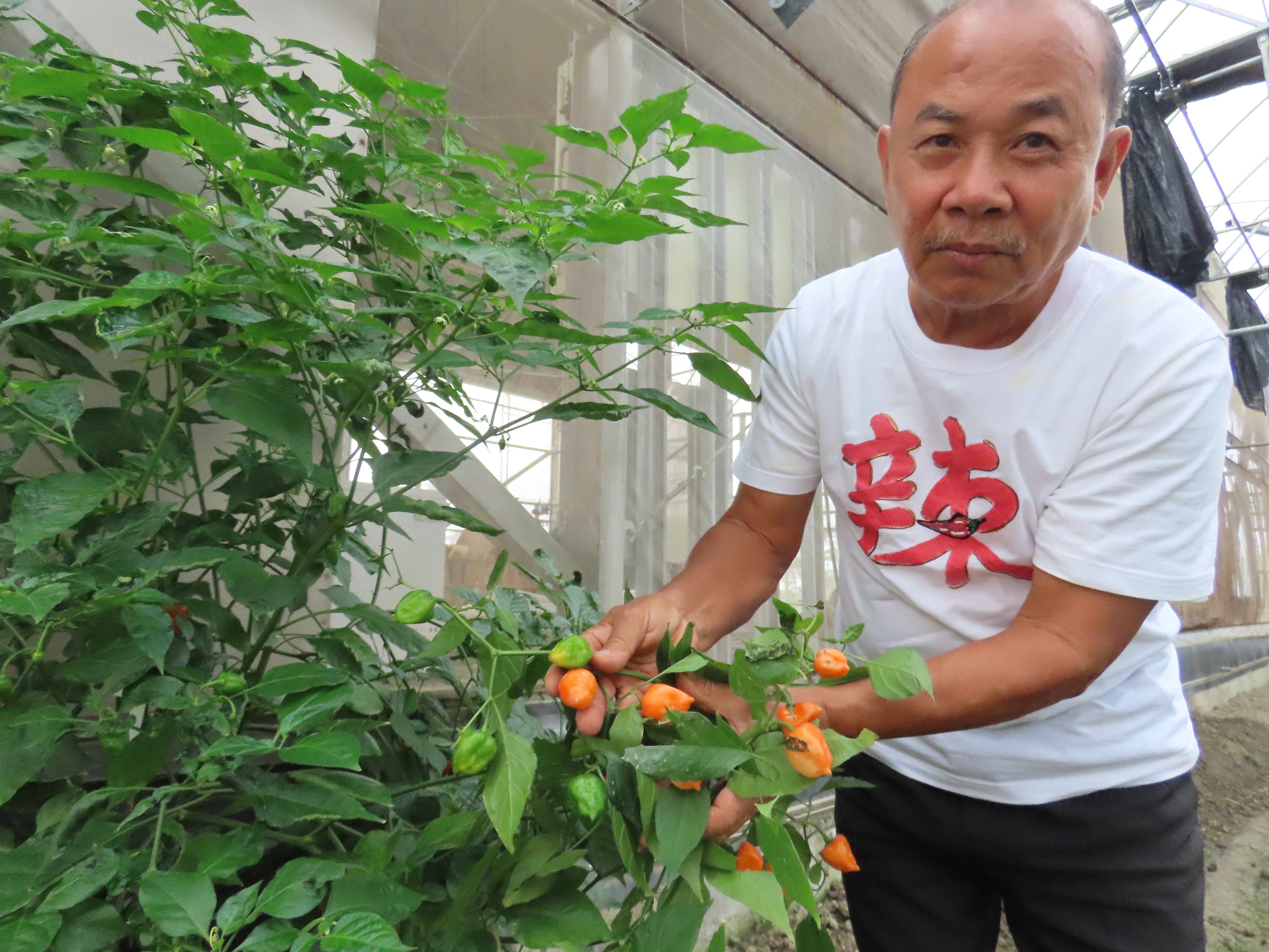 從經營民宿起家，一度搞壞身子，戴輝榮靠著從農重拾健康。