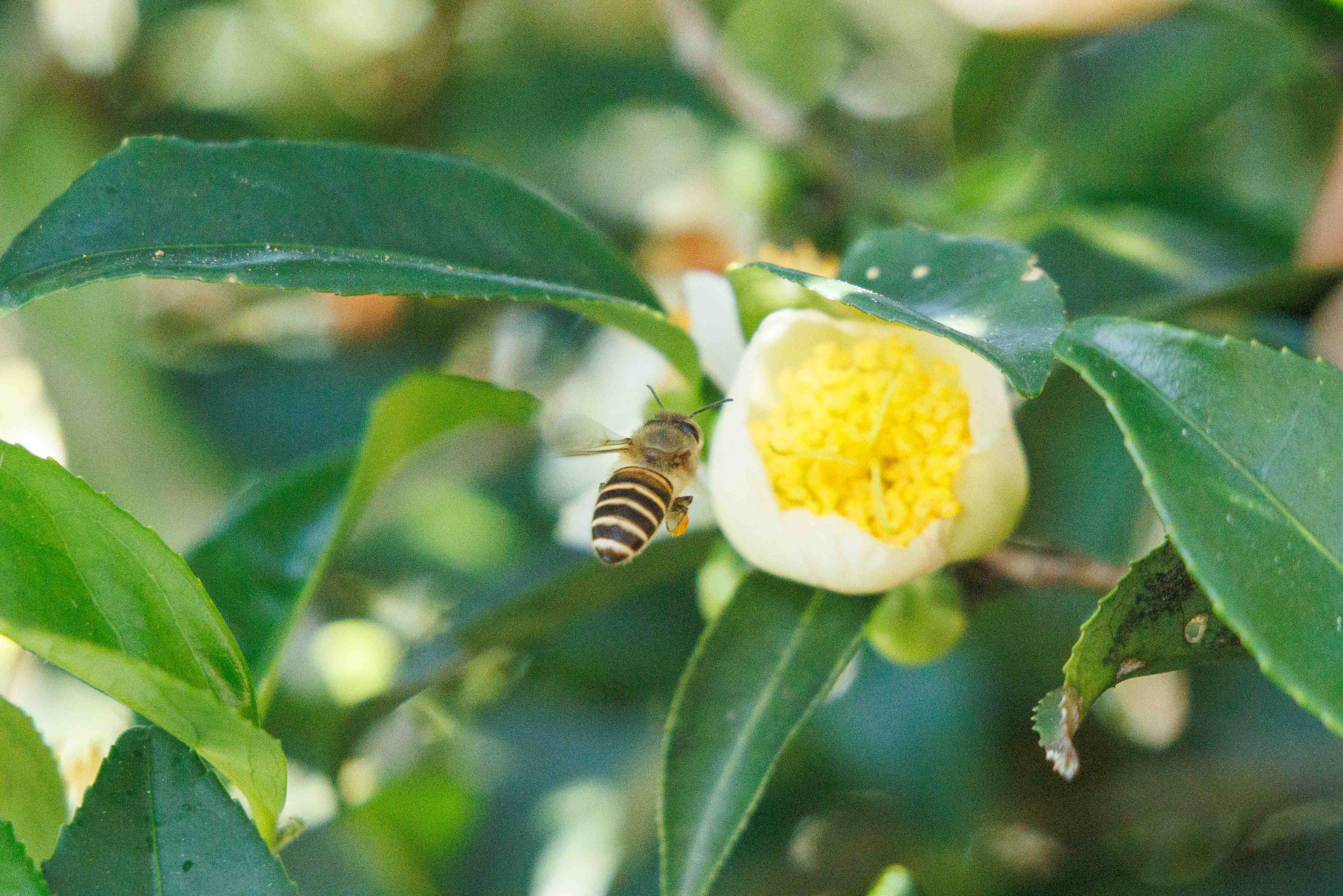 蜜蜂腳上沾滿茶花花粉，正忙著為茶樹授粉。