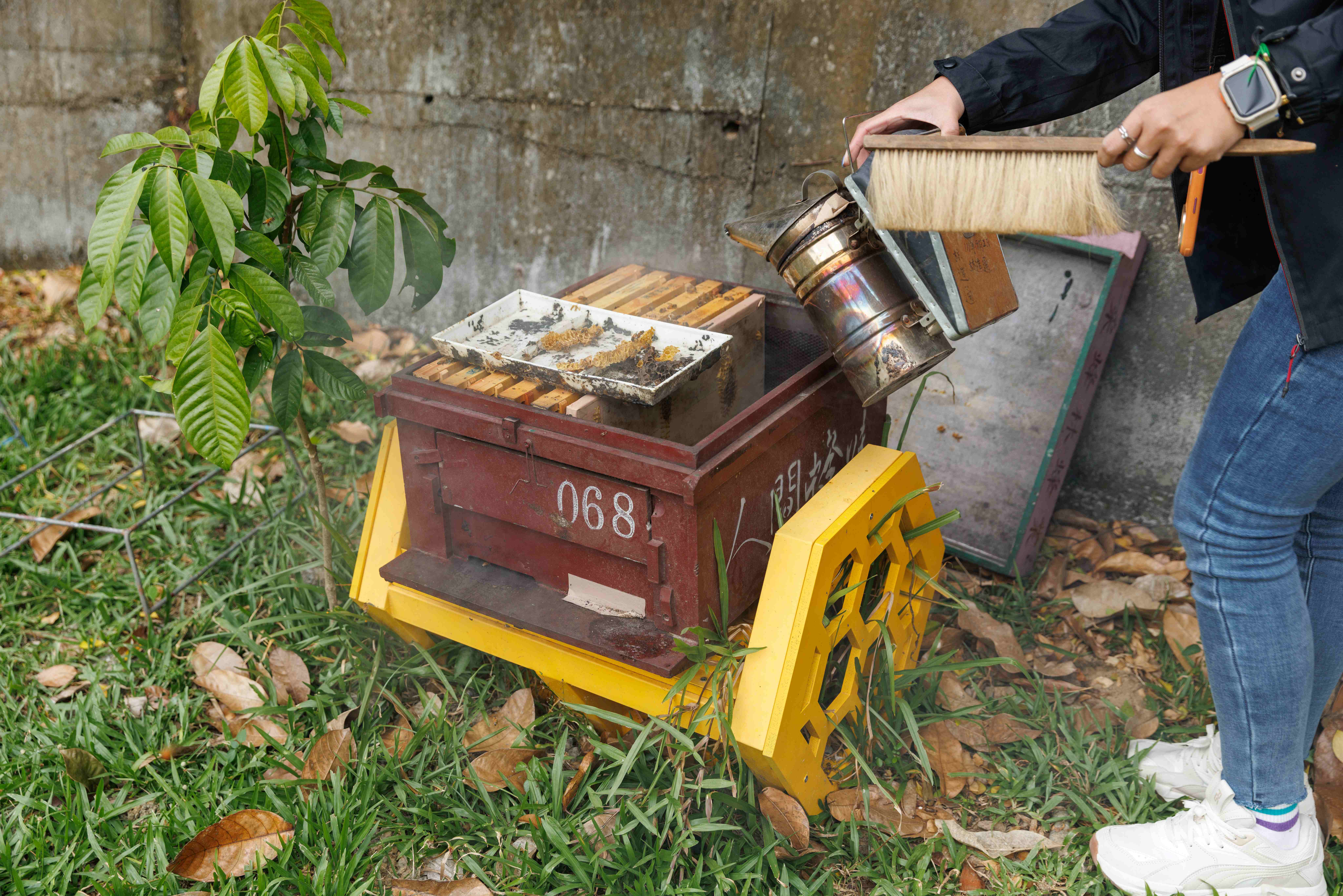 開蜂箱以前都要噴煙，讓蜜蜂鎮定。