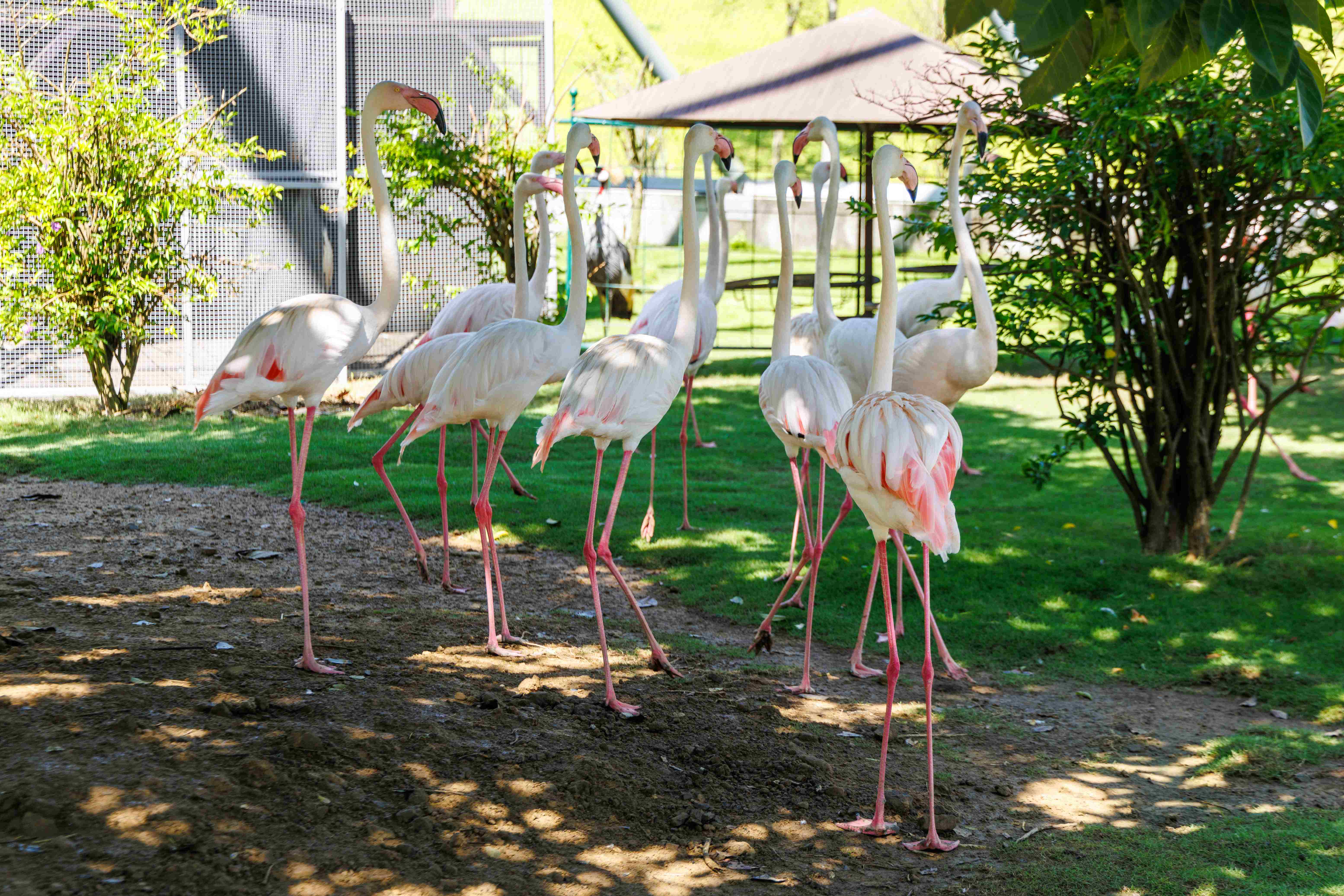 雙腿細又長的紅鶴，相當漂亮，在園區裡也能近距離觀賞。