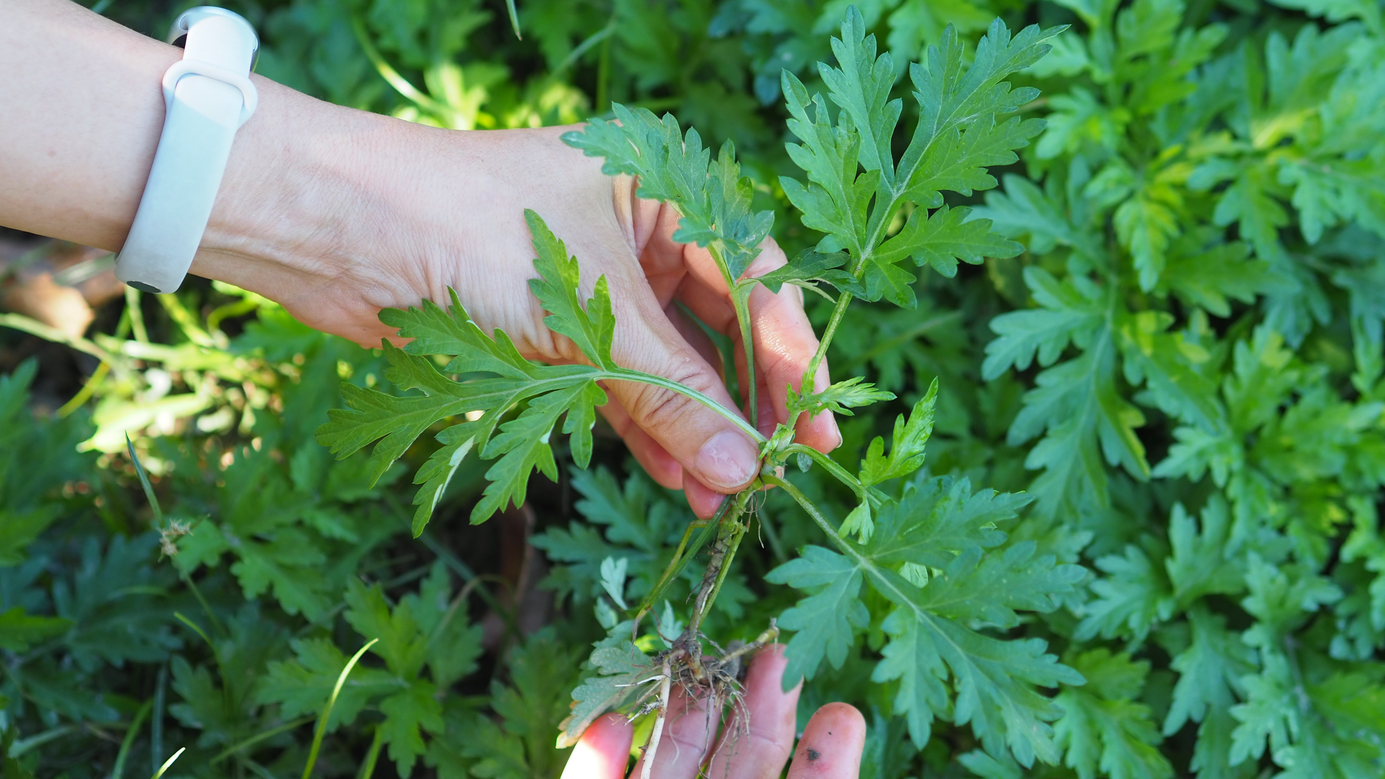 鼎春園的香草種類繁多，有艾草、仙草、芳香萬壽菊、蝶豆花、紫蘇等。