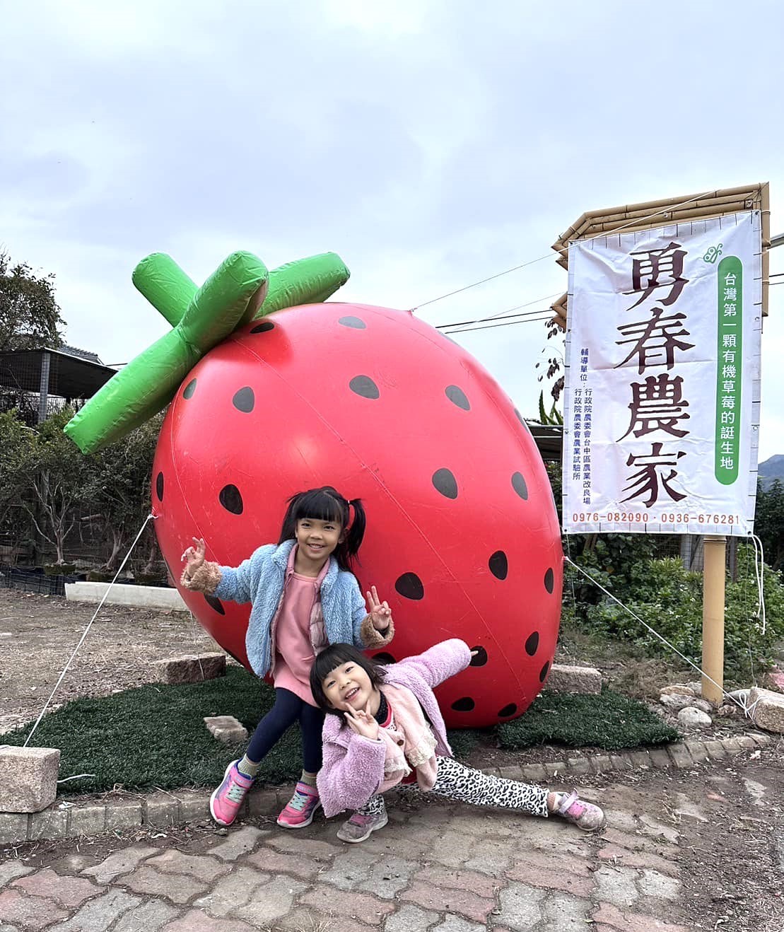 國姓鄉勇春草莓園的無毒草莓，好吃又汁甜。