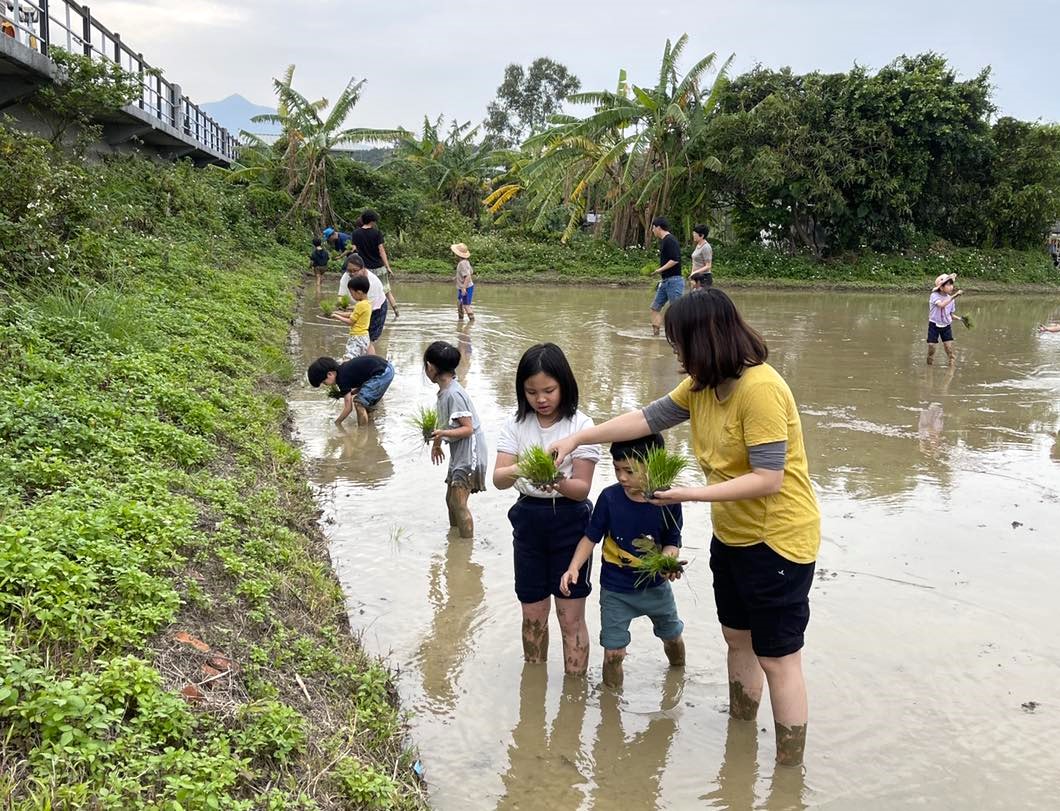 八仙六代園讓遊客體驗稻米插秧與收割。