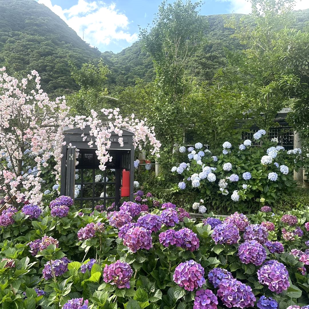 花谷繡球花也是賞花重頭戲。